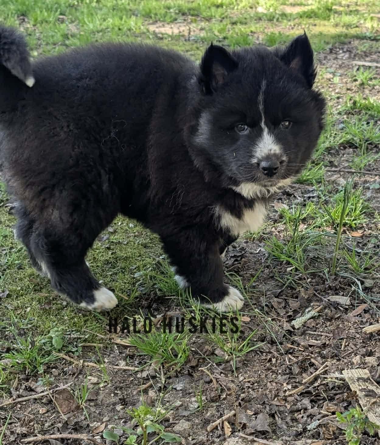 Onyx Whiskey F3 9.jpg