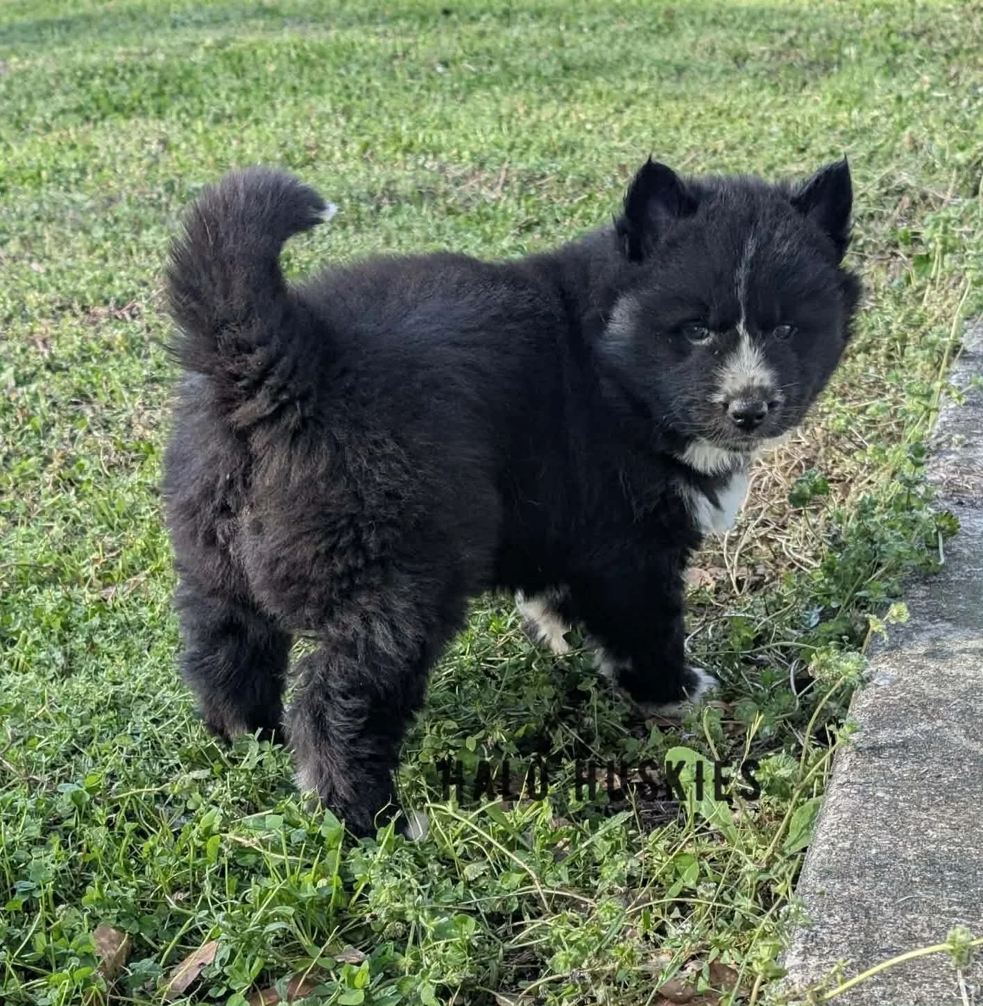 Available Now! Black/White Husky Puppy (Onyx’s Female #3)