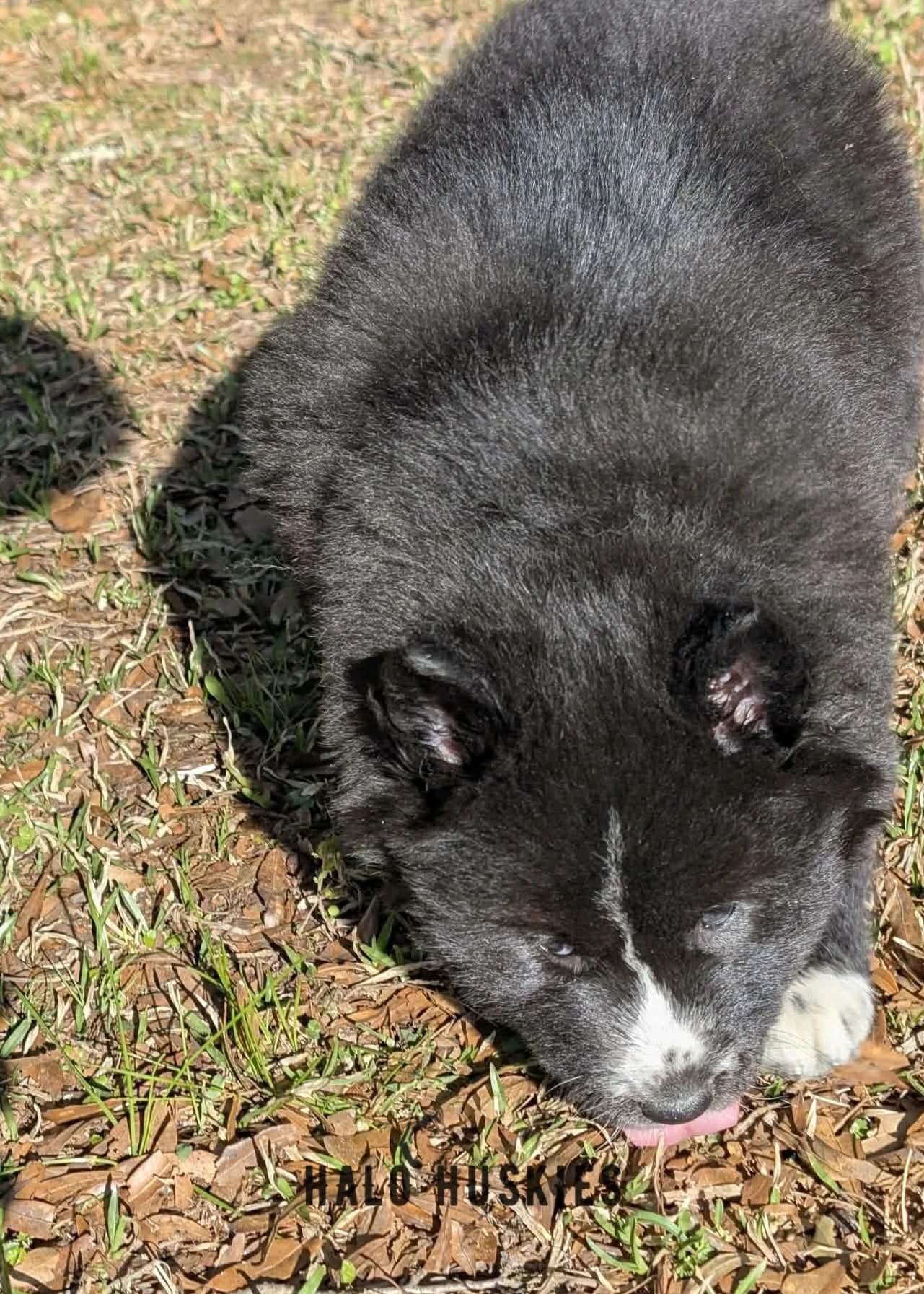 Onyx Whiskey F3 11.jpg