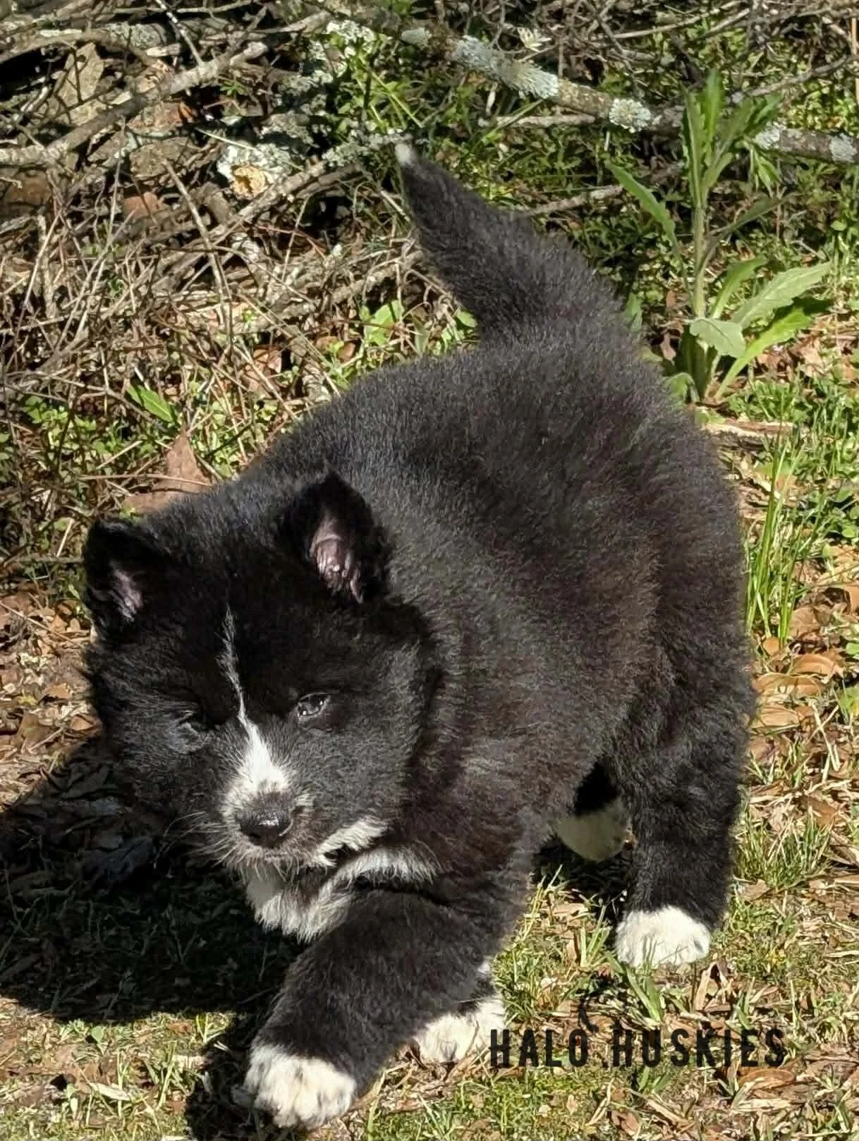 Onyx Whiskey F3 12.jpg