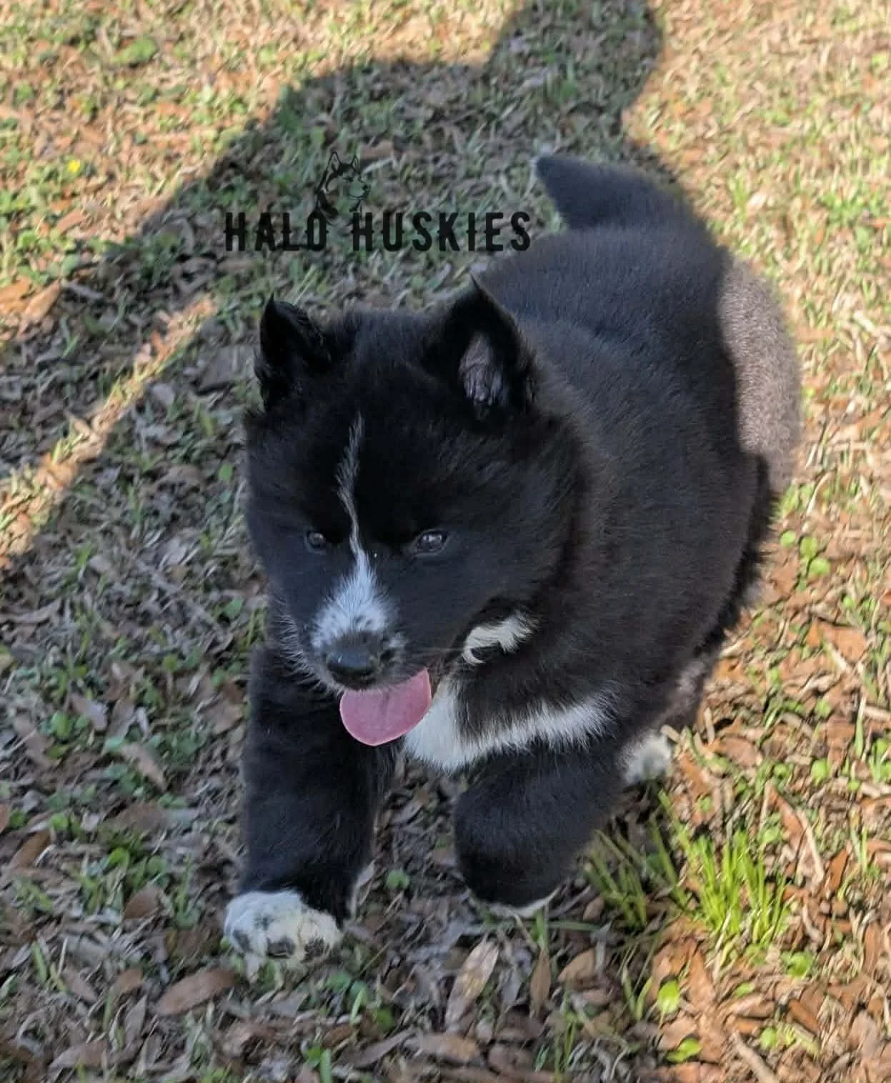 Onyx Whiskey F3 13.jpg