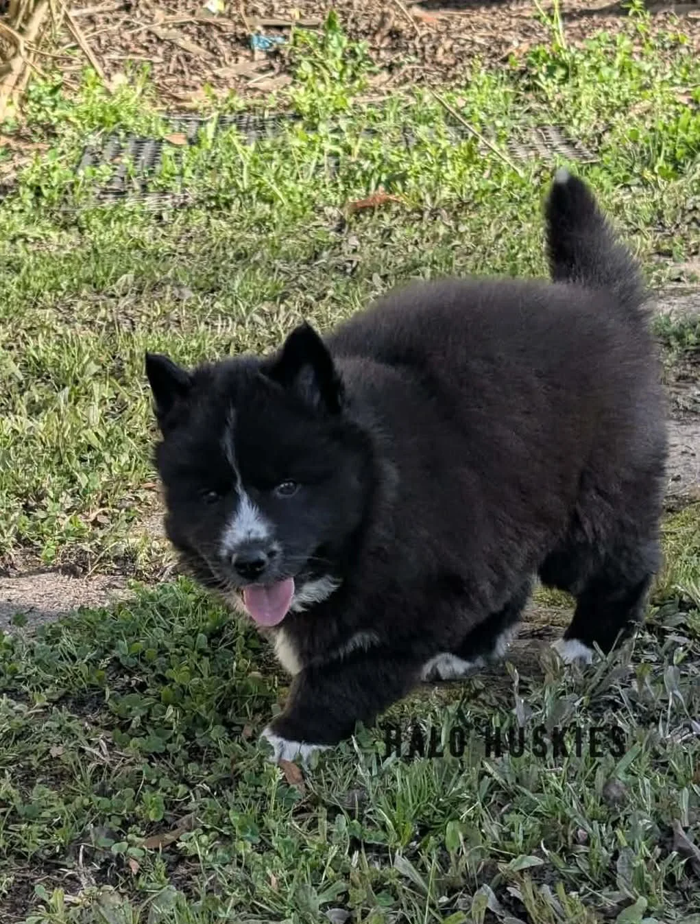 Onyx Whiskey F3 14.jpg