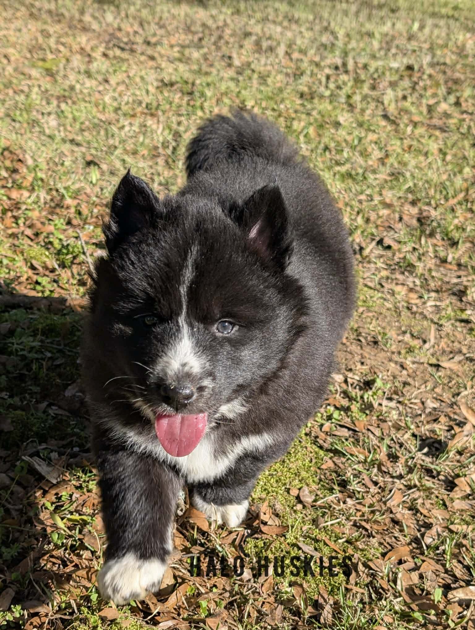 Onyx Whiskey F3 16.jpg