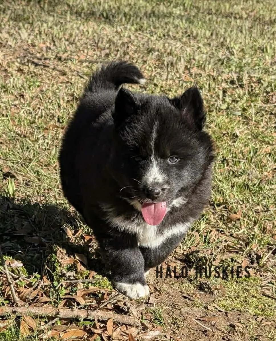 Onyx Whiskey F3 17.jpg