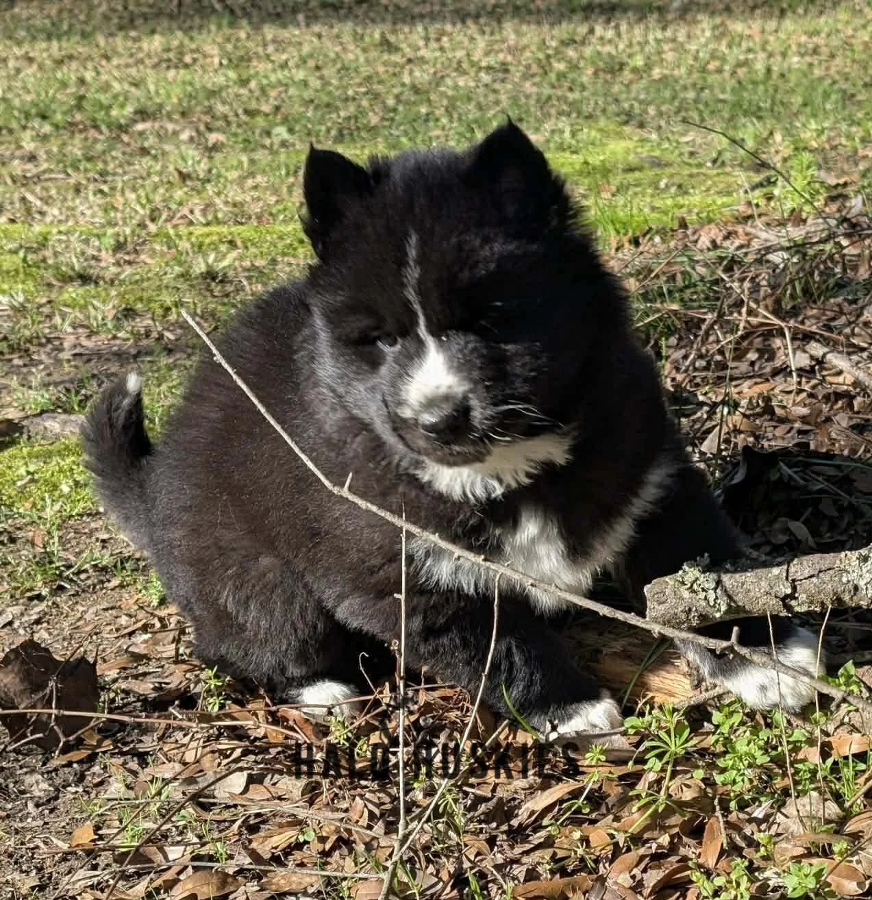 Onyx Whiskey F3 18.jpg