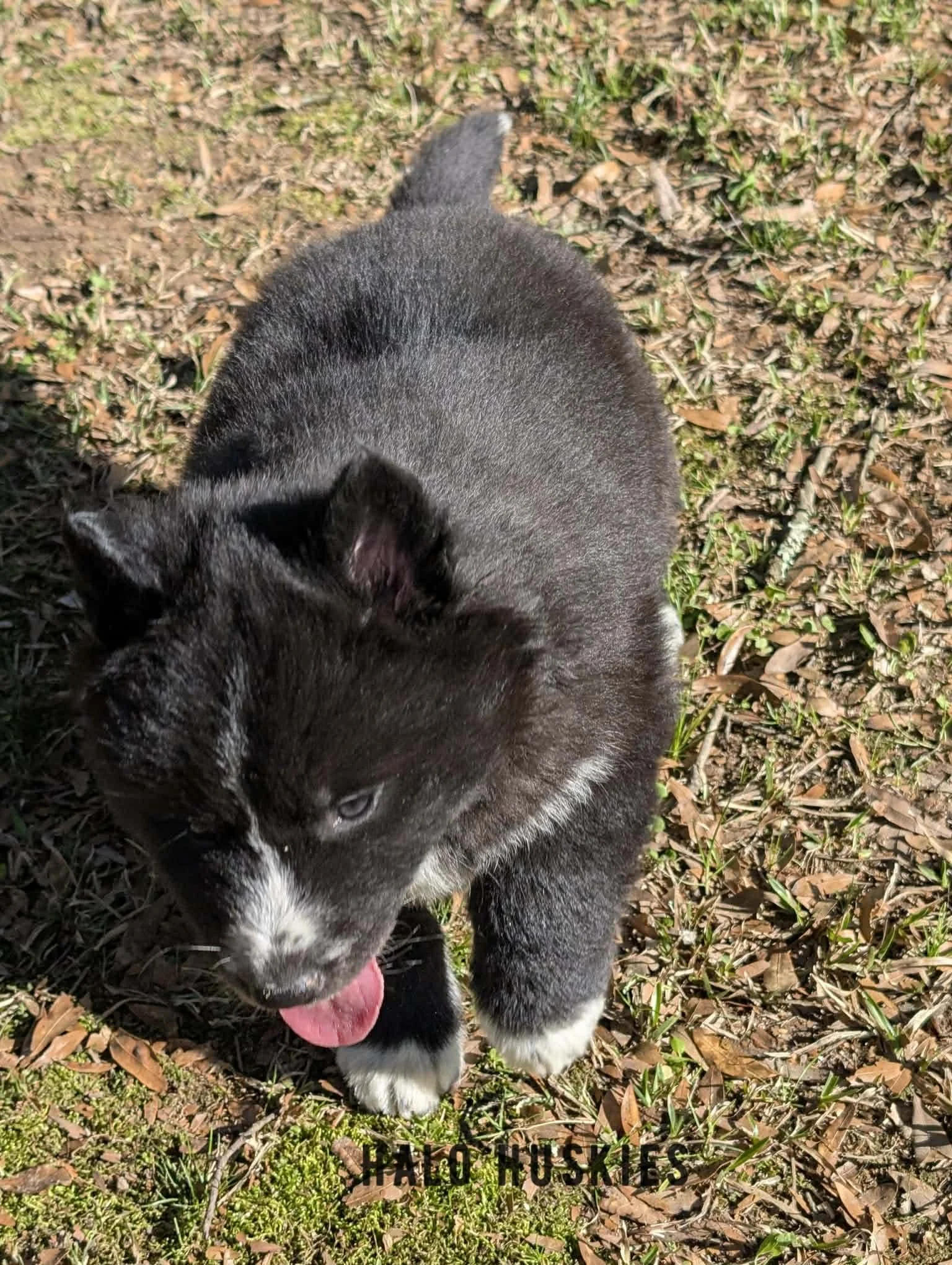 Onyx Whiskey F3 19.jpg