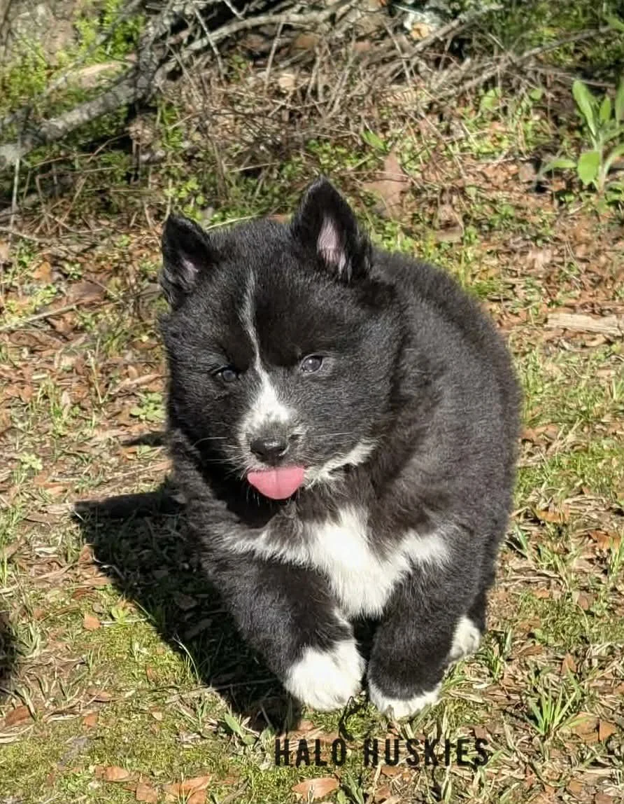 Onyx Whiskey F3 20.jpg