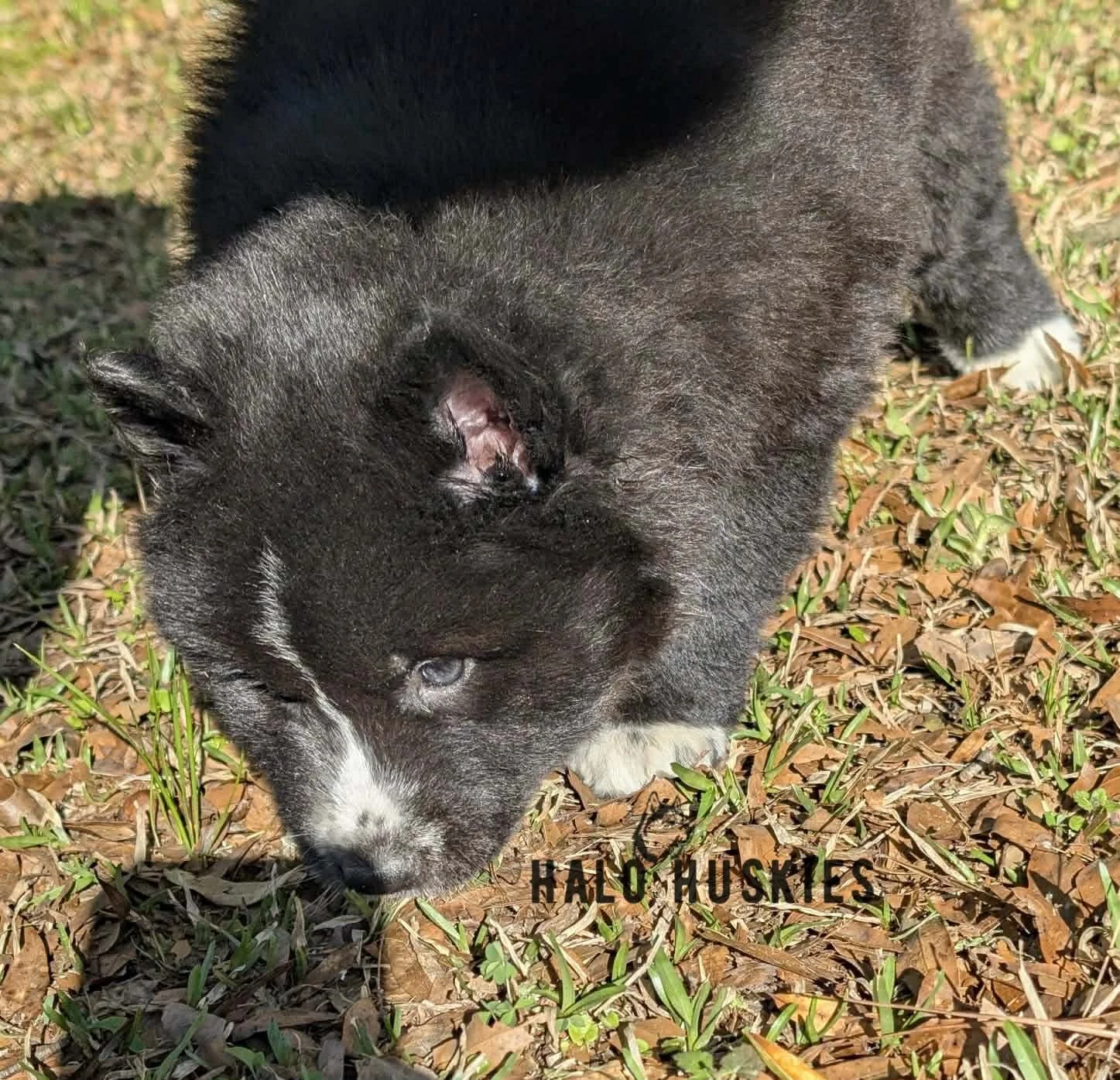 Onyx Whiskey F3 21.jpg