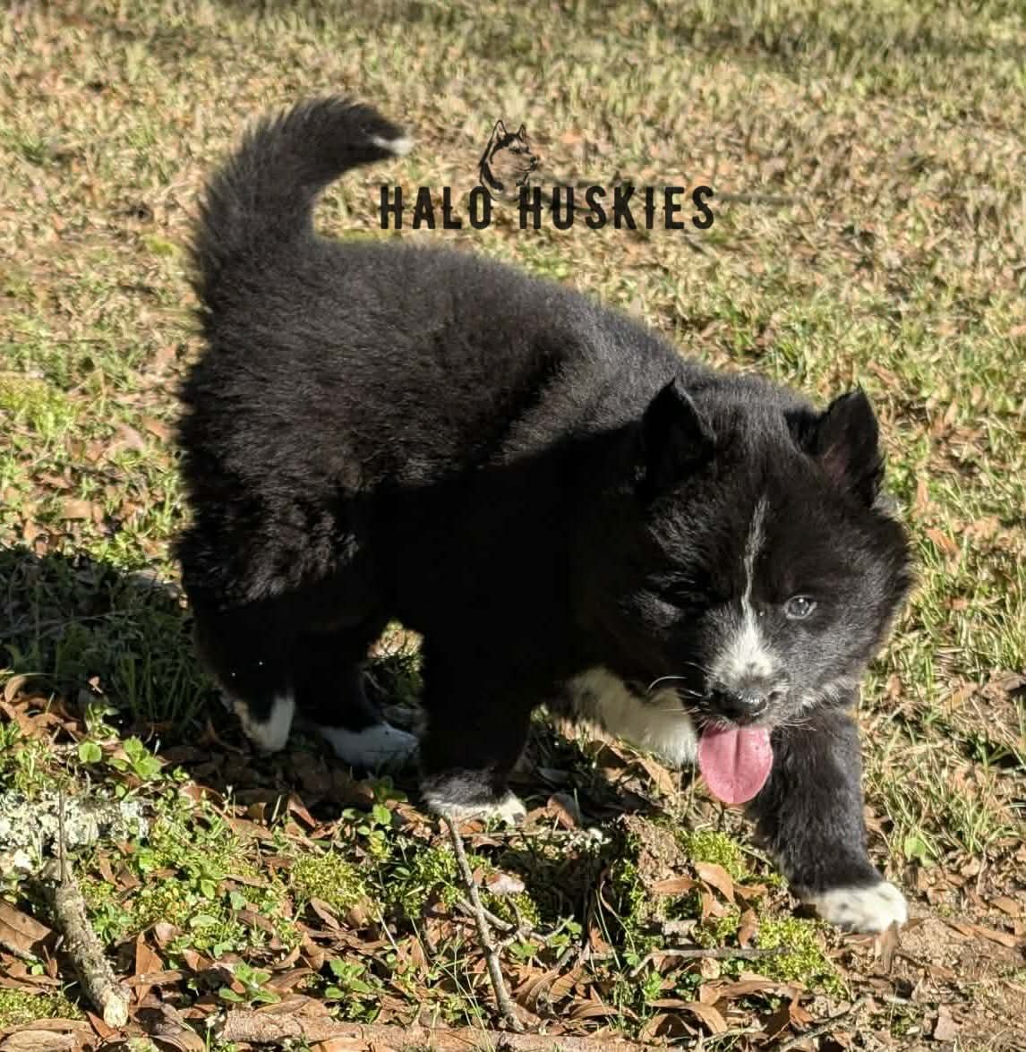 Onyx Whiskey F3 22.jpg