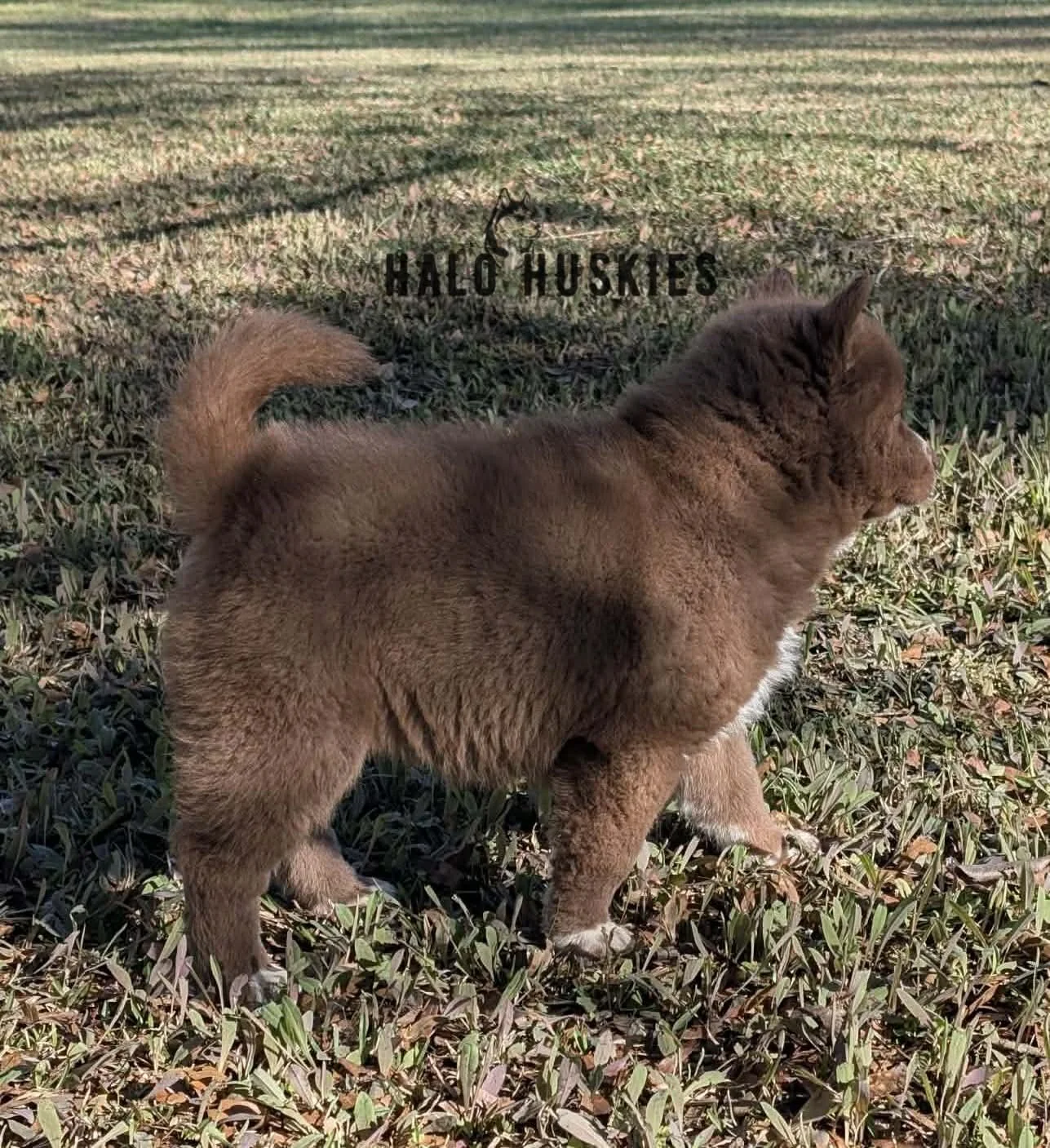 Onyx Whiskey F2 1.jpg