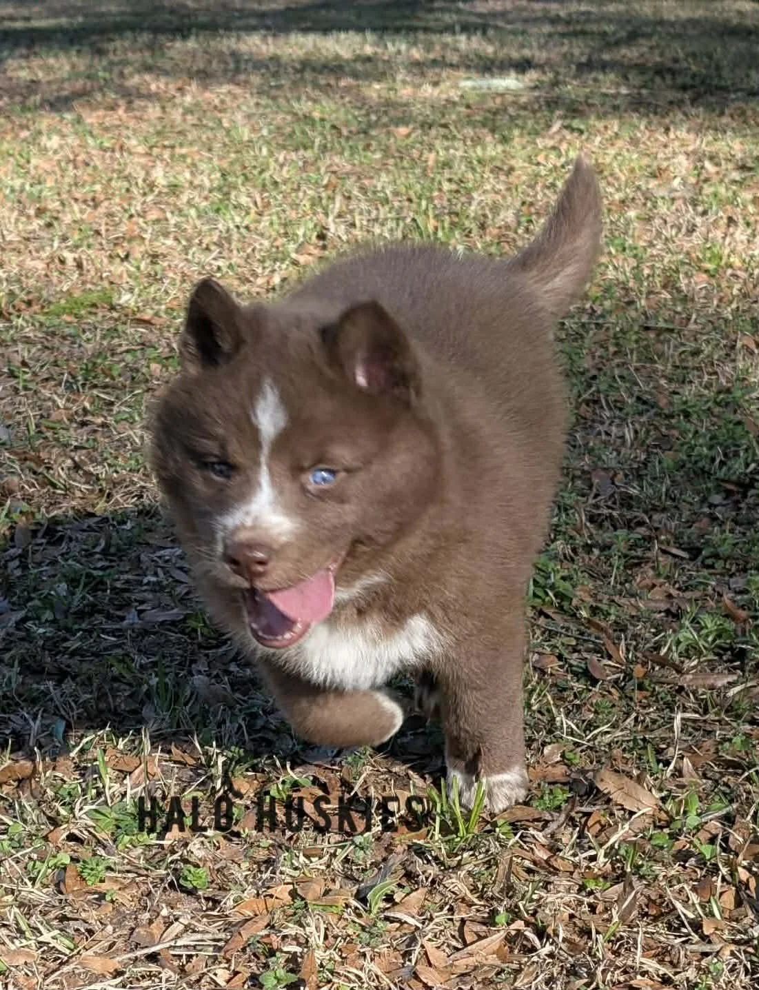 Onyx Whiskey F2 2.jpg