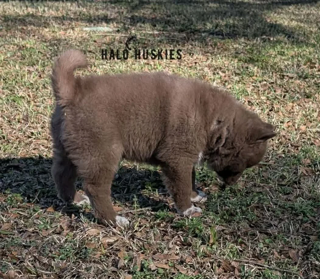 Onyx Whiskey F2 4.jpg