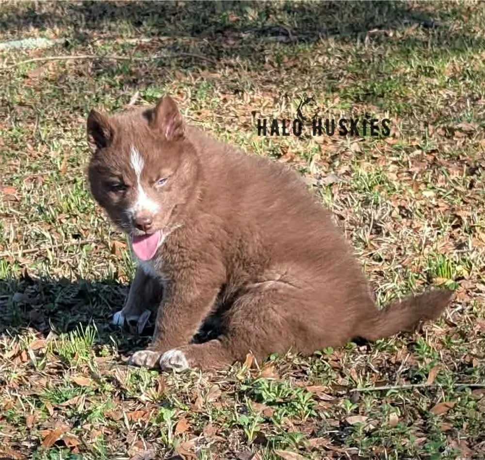 Onyx Whiskey F2 5.jpg