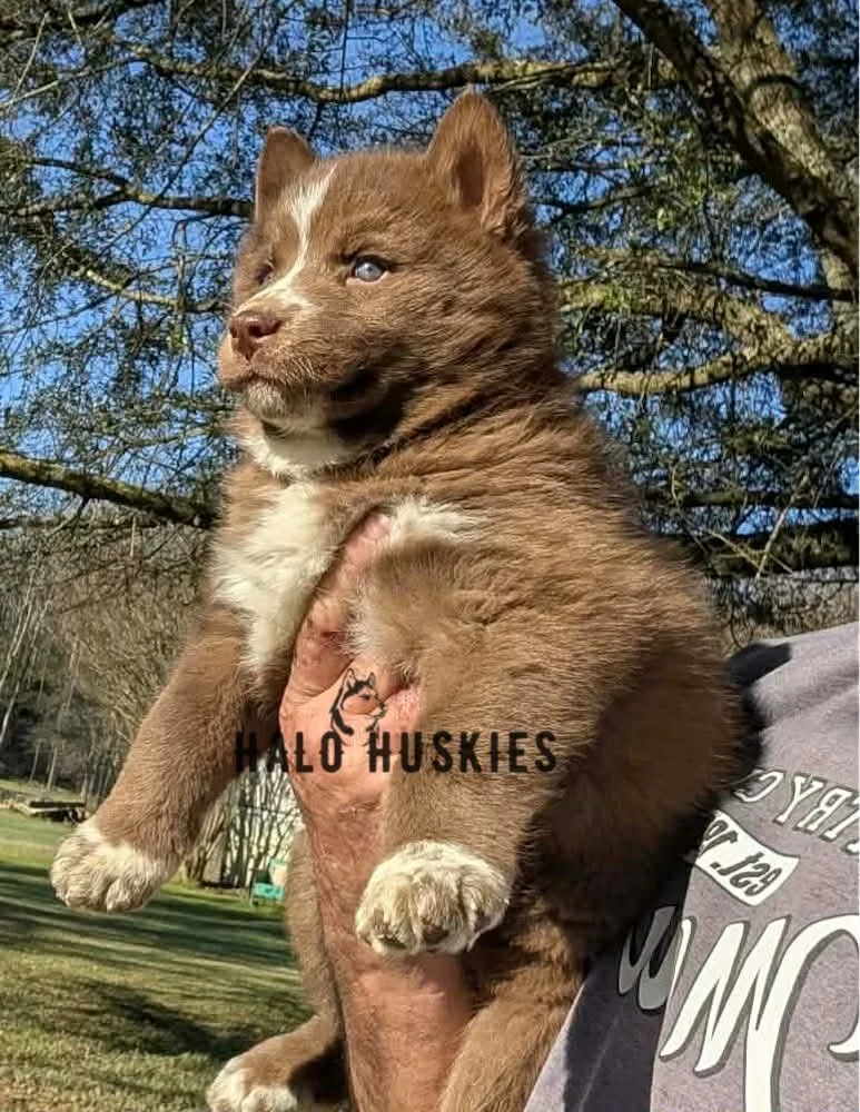 Onyx Whiskey F2 6.jpg