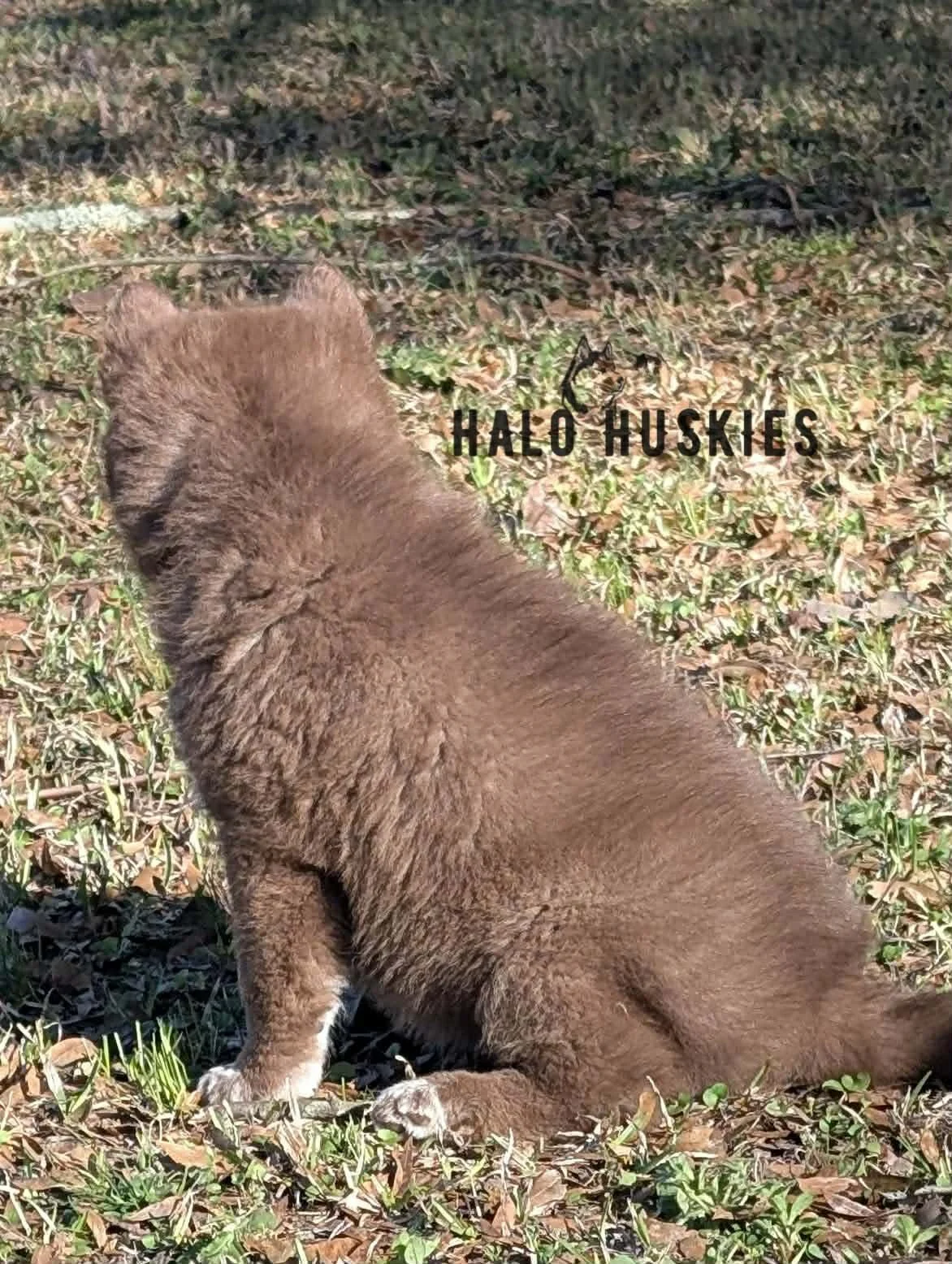 Onyx Whiskey F2 7.jpg