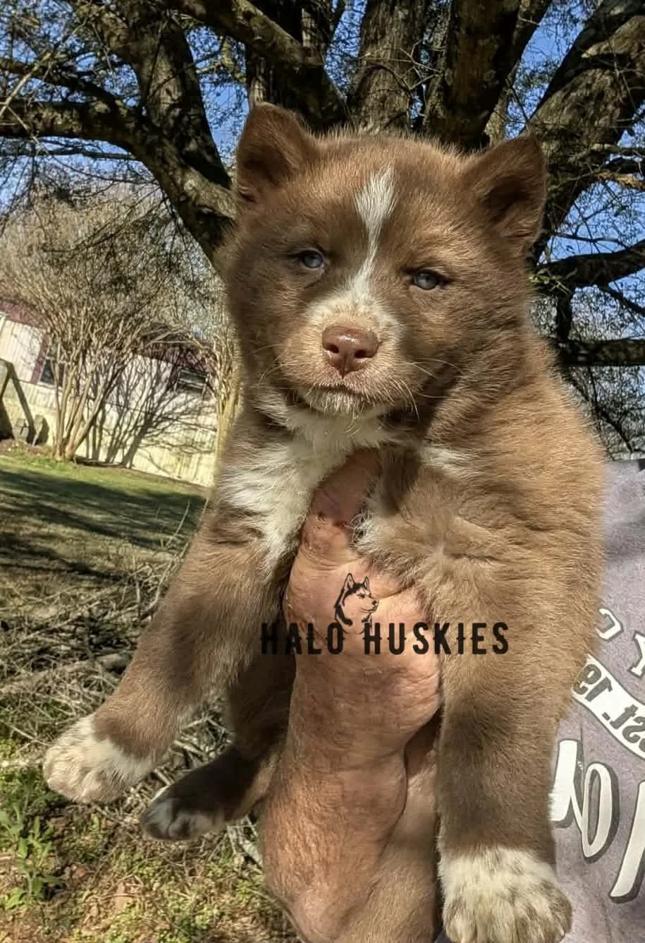 Onyx Whiskey F2 8.jpg