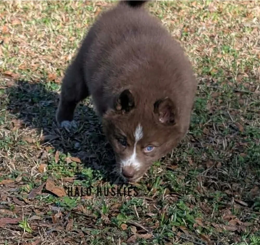 Onyx Whiskey F2 9.jpg