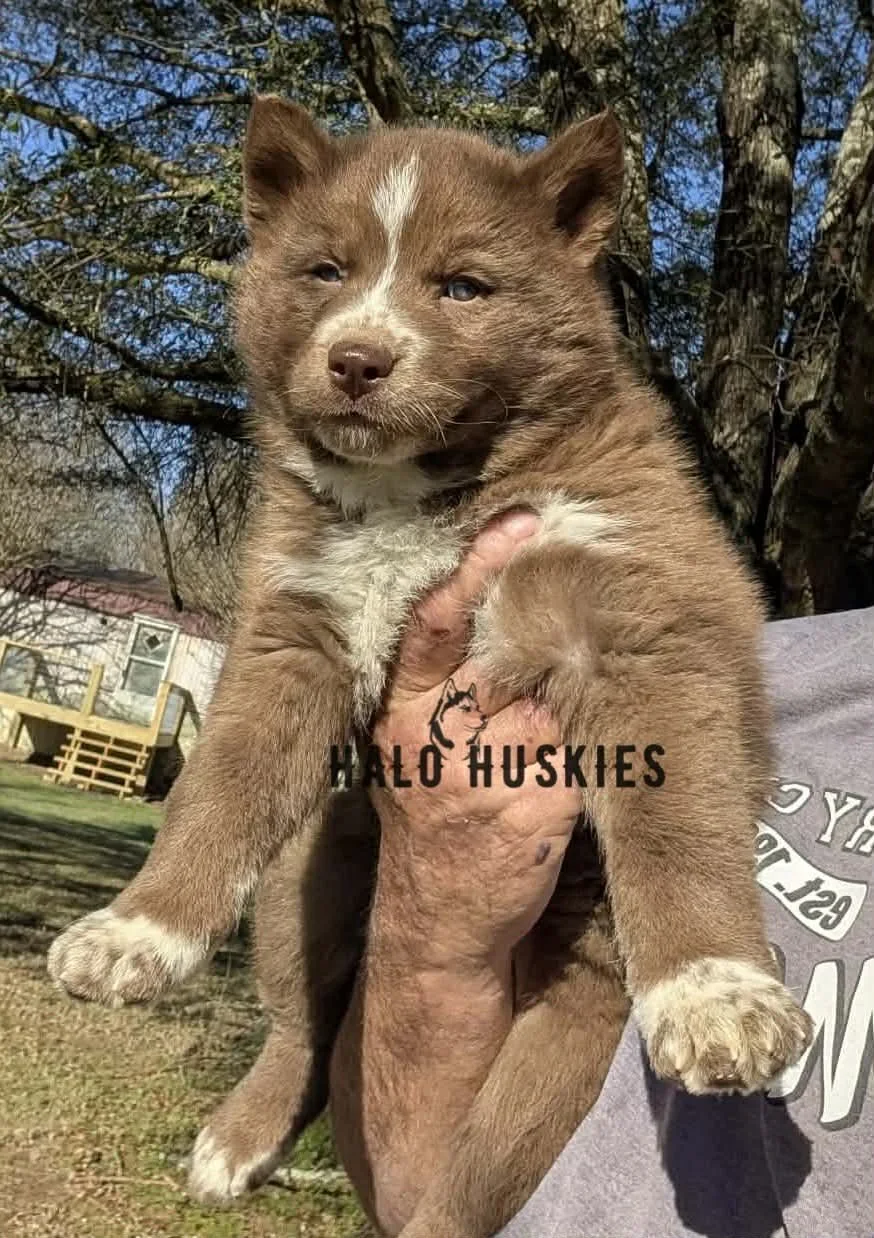 Onyx Whiskey F2 10.jpg