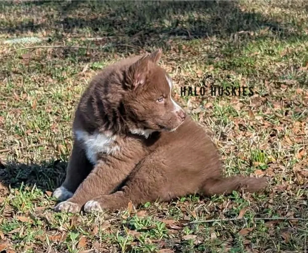 Onyx Whiskey F2 14.jpg