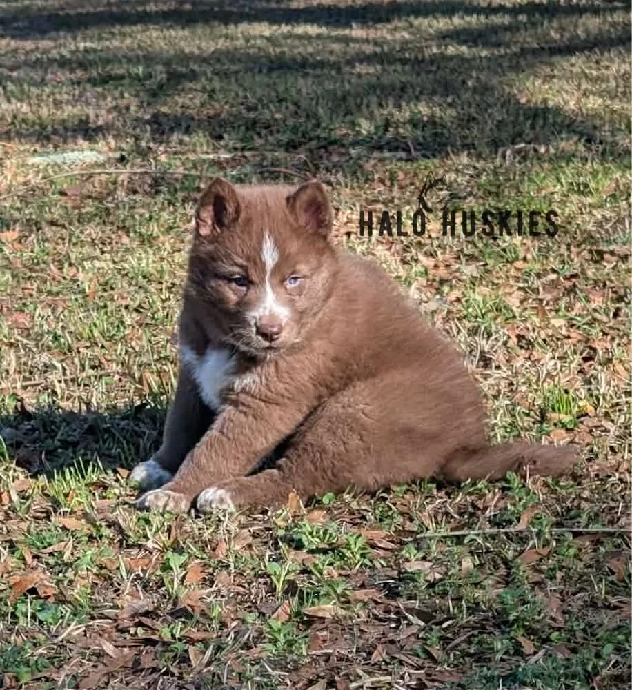 Onyx Whiskey F2 15.jpg