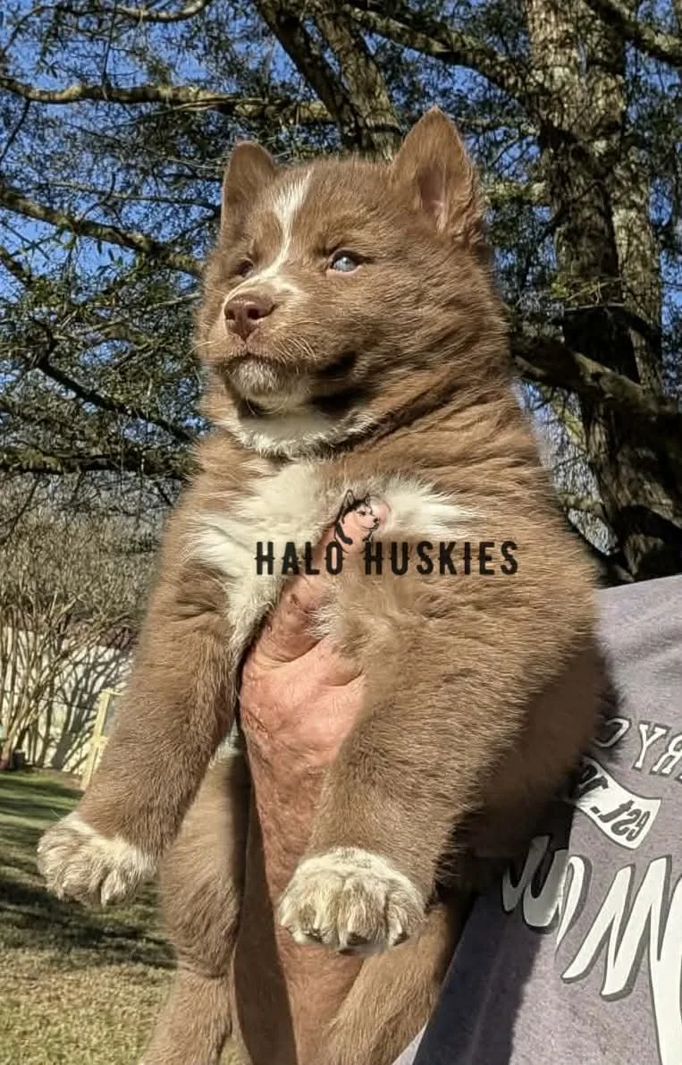 Onyx Whiskey F2 16.jpg