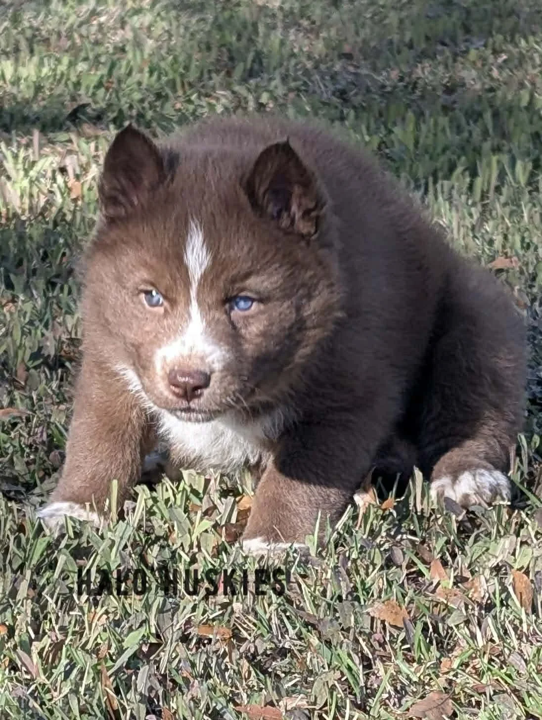 Onyx Whiskey F2 18.jpg