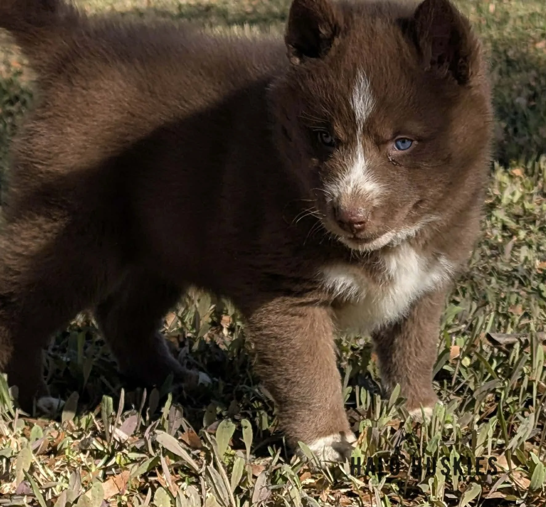 Onyx Whiskey F2 19.jpg