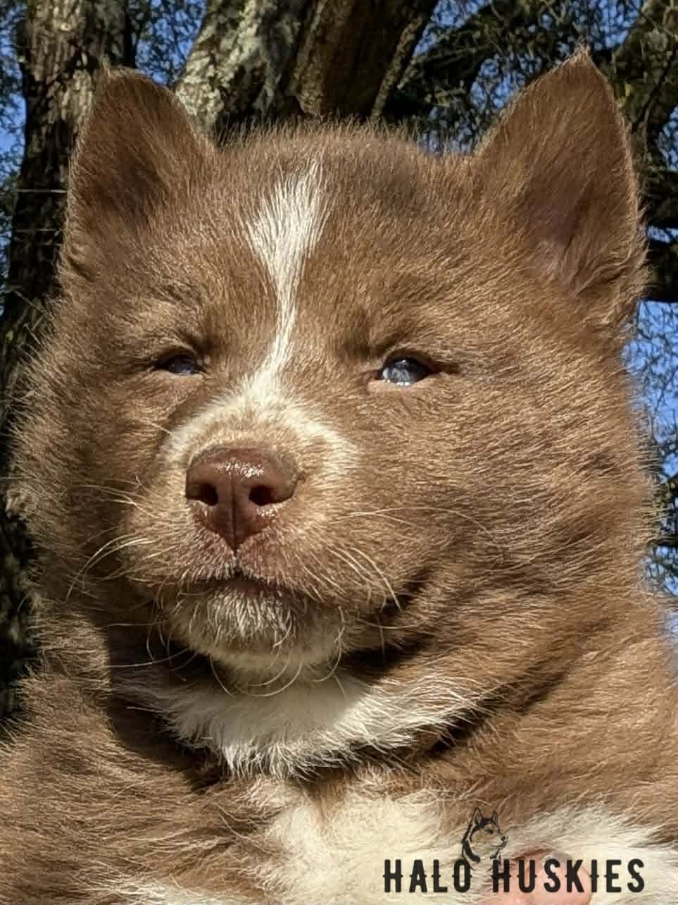 Onyx Whiskey F2 20.jpg