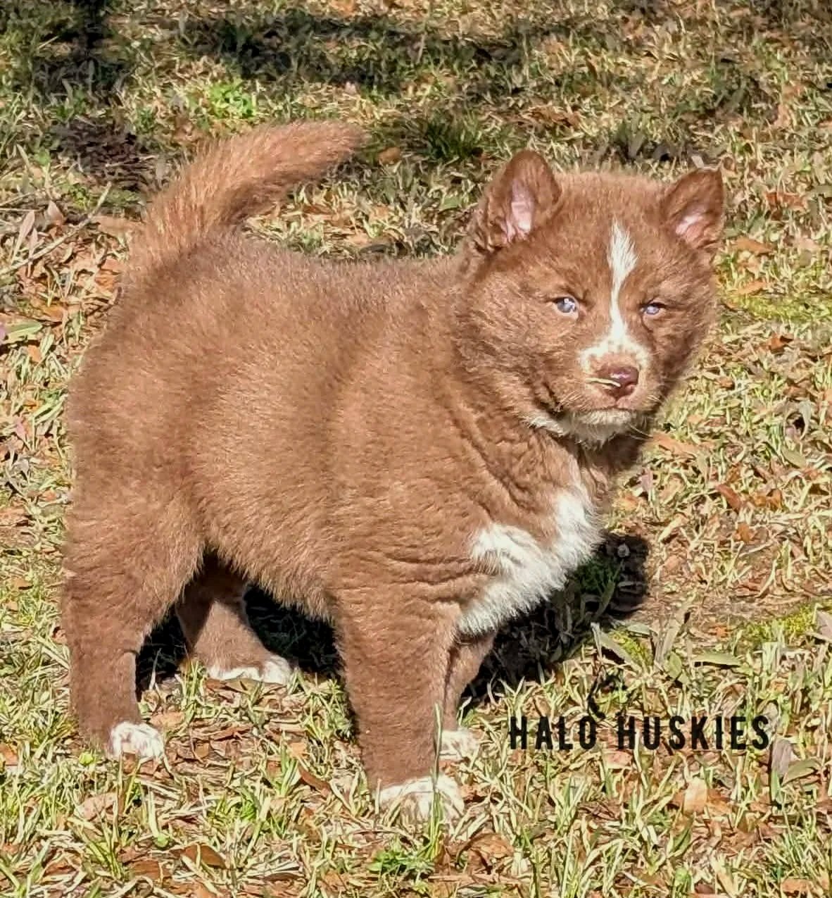Copper/White Husky Puppy (Onyx’s Female #2) (Reserved)