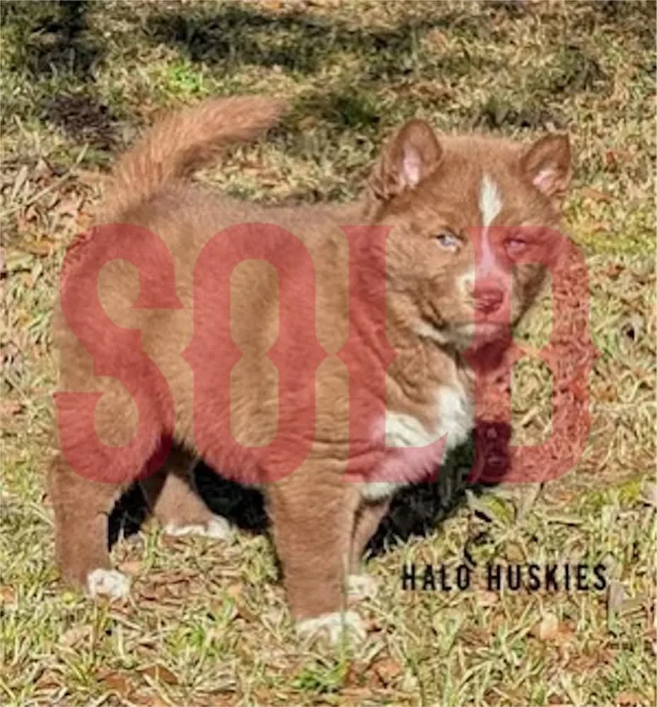 Sold: Copper/White Husky Puppy (Onyx’s Female #2)