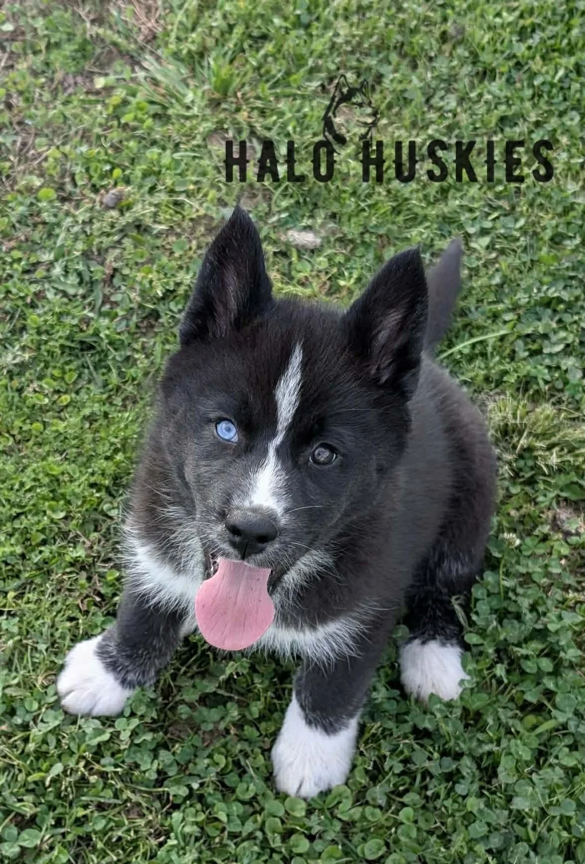 Available Now! Black/White Husky Puppy (Onyx’s Female #1) 