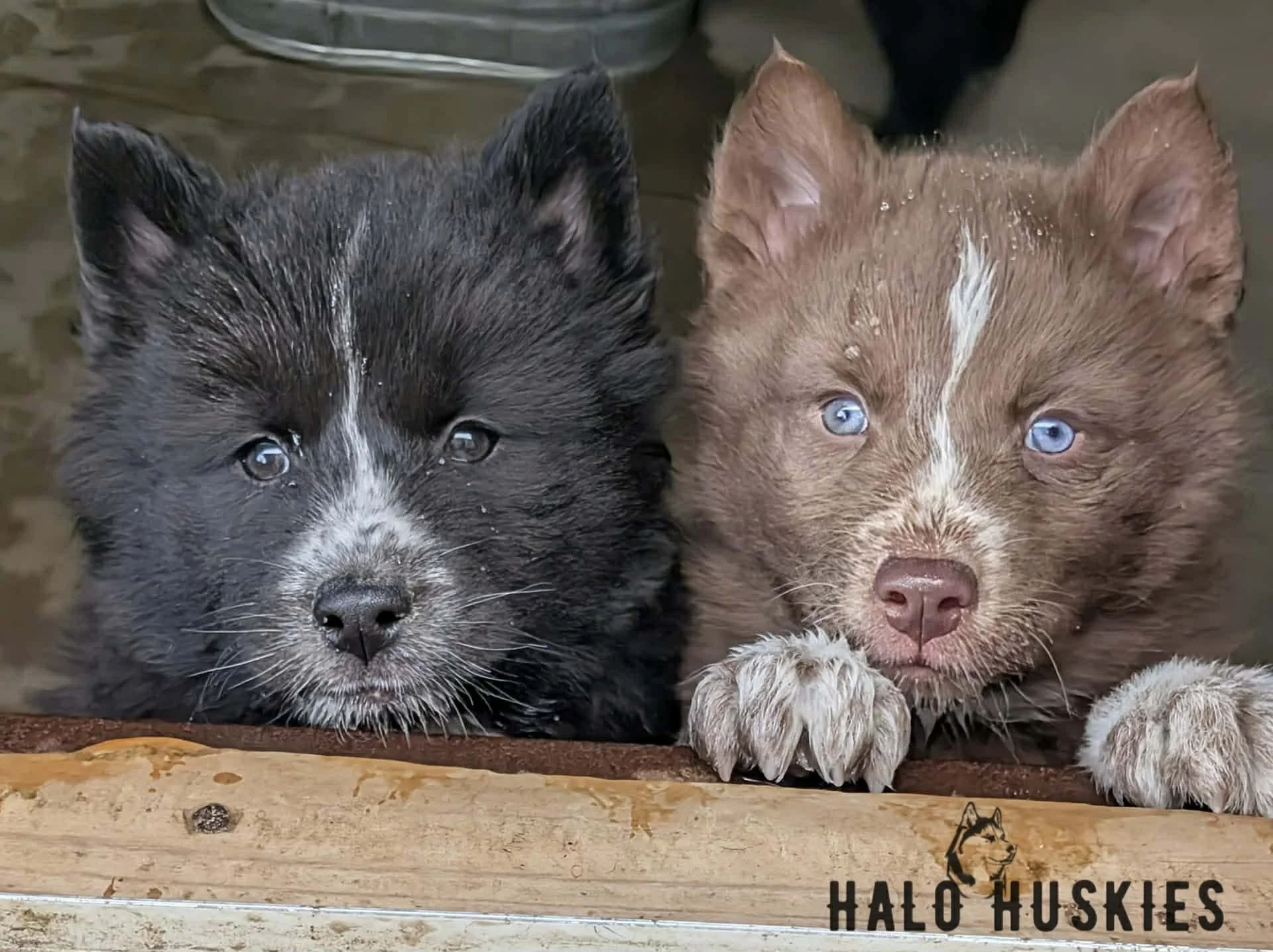 Onyx Female 2 Female 3.jpg