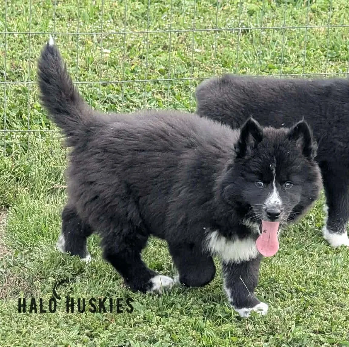 Available Now! Black/White Husky Puppy (Onyx’s Female #3)