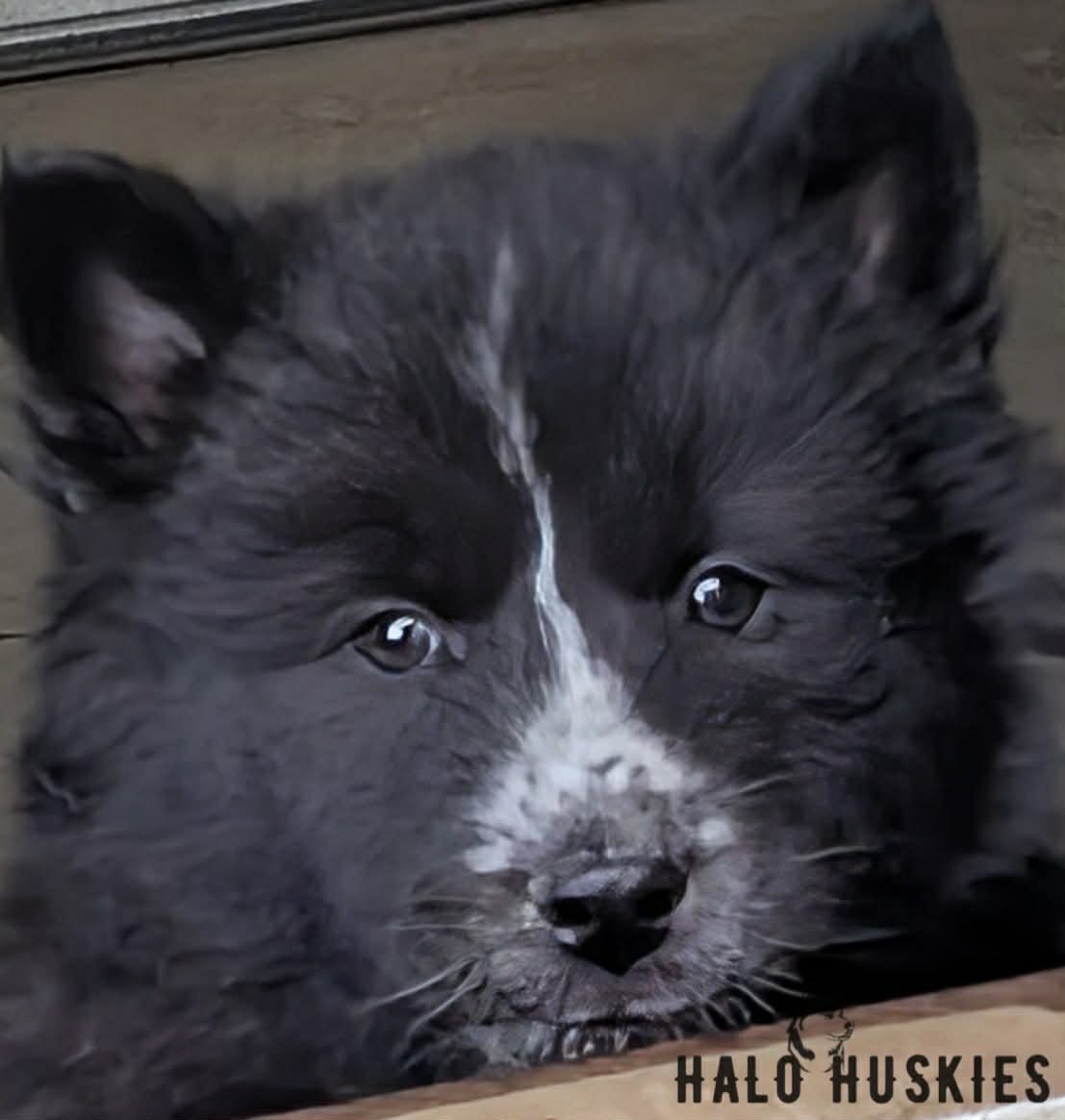 Onyx Female 3 10.jpg