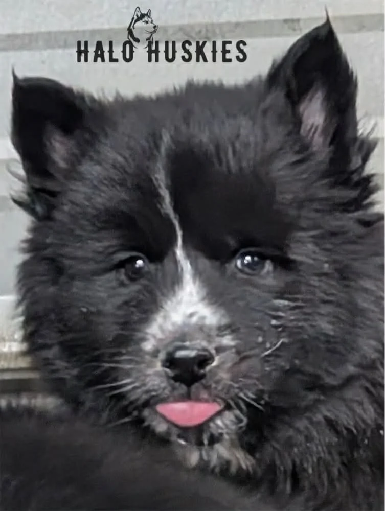 Onyx Female 3 11.jpg