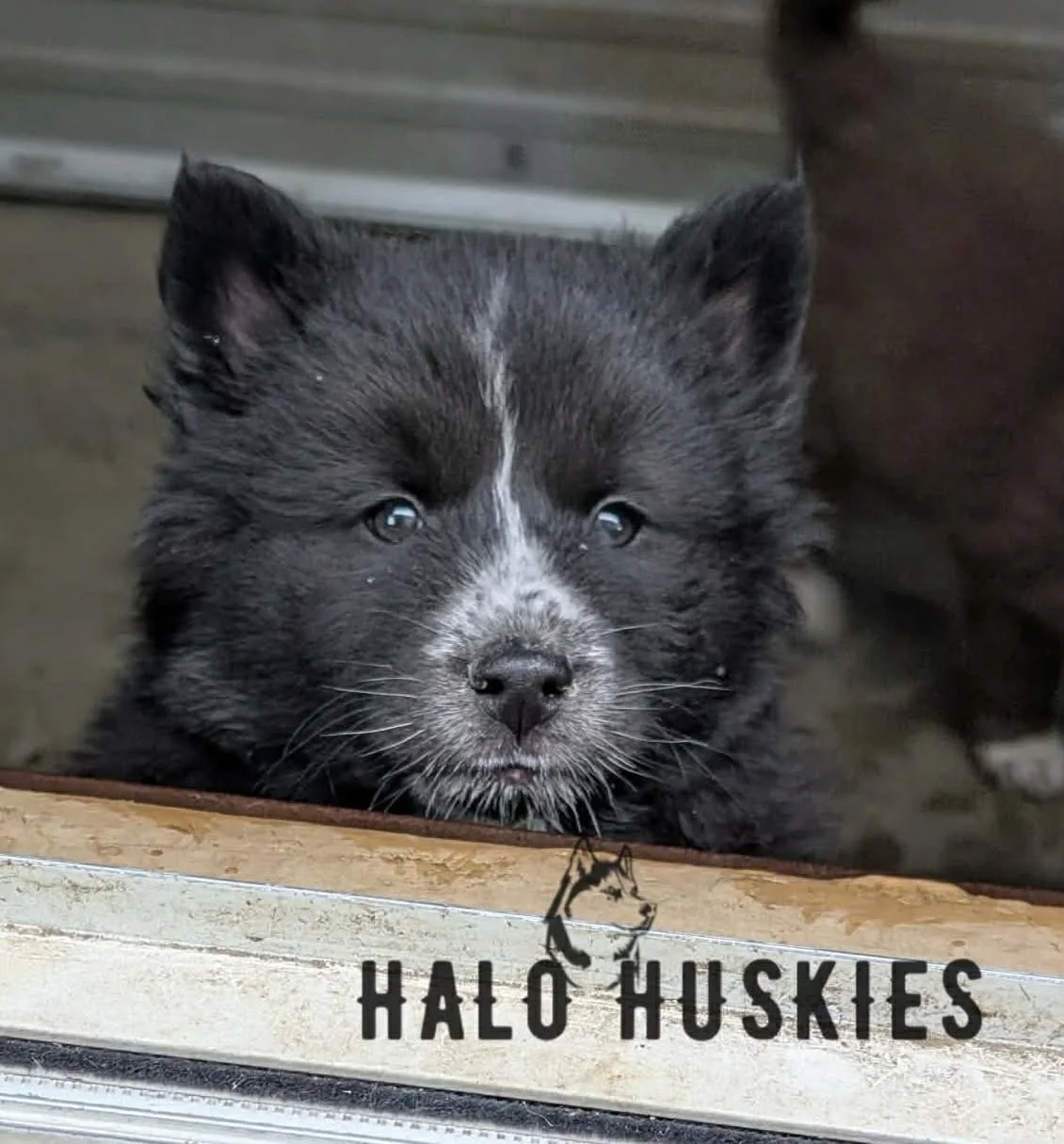 Onyx Female 3 12.jpg