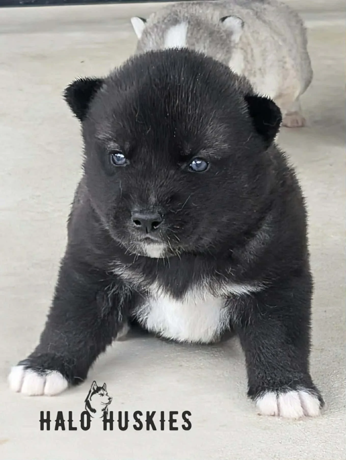 Dark Agouti Husky Puppy (Kilo’s Male #1) (Reserved)