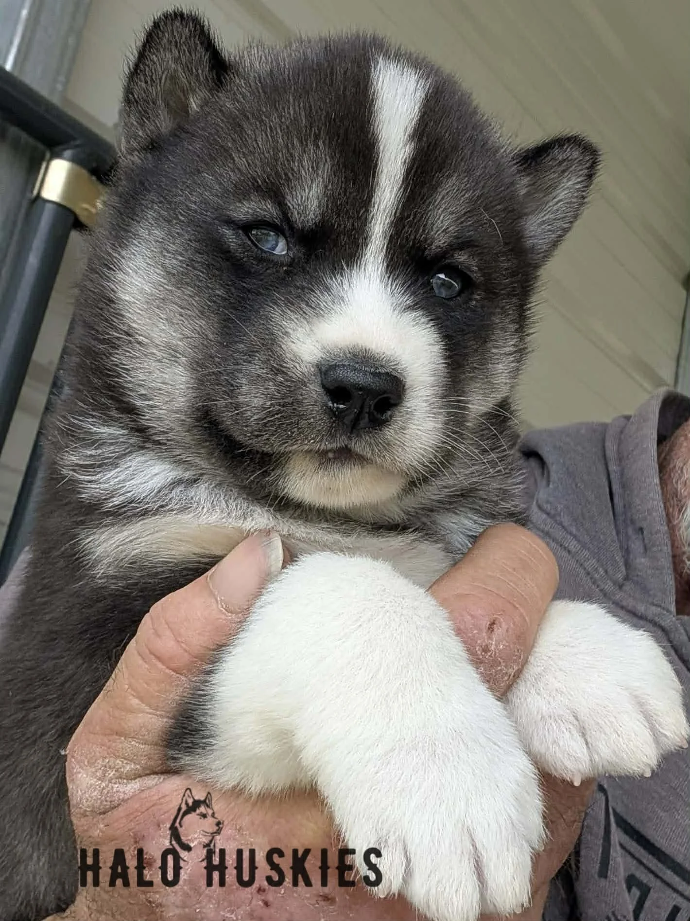 Available Now! Agouti/White Husky Puppy (Kilo’s Male #2)