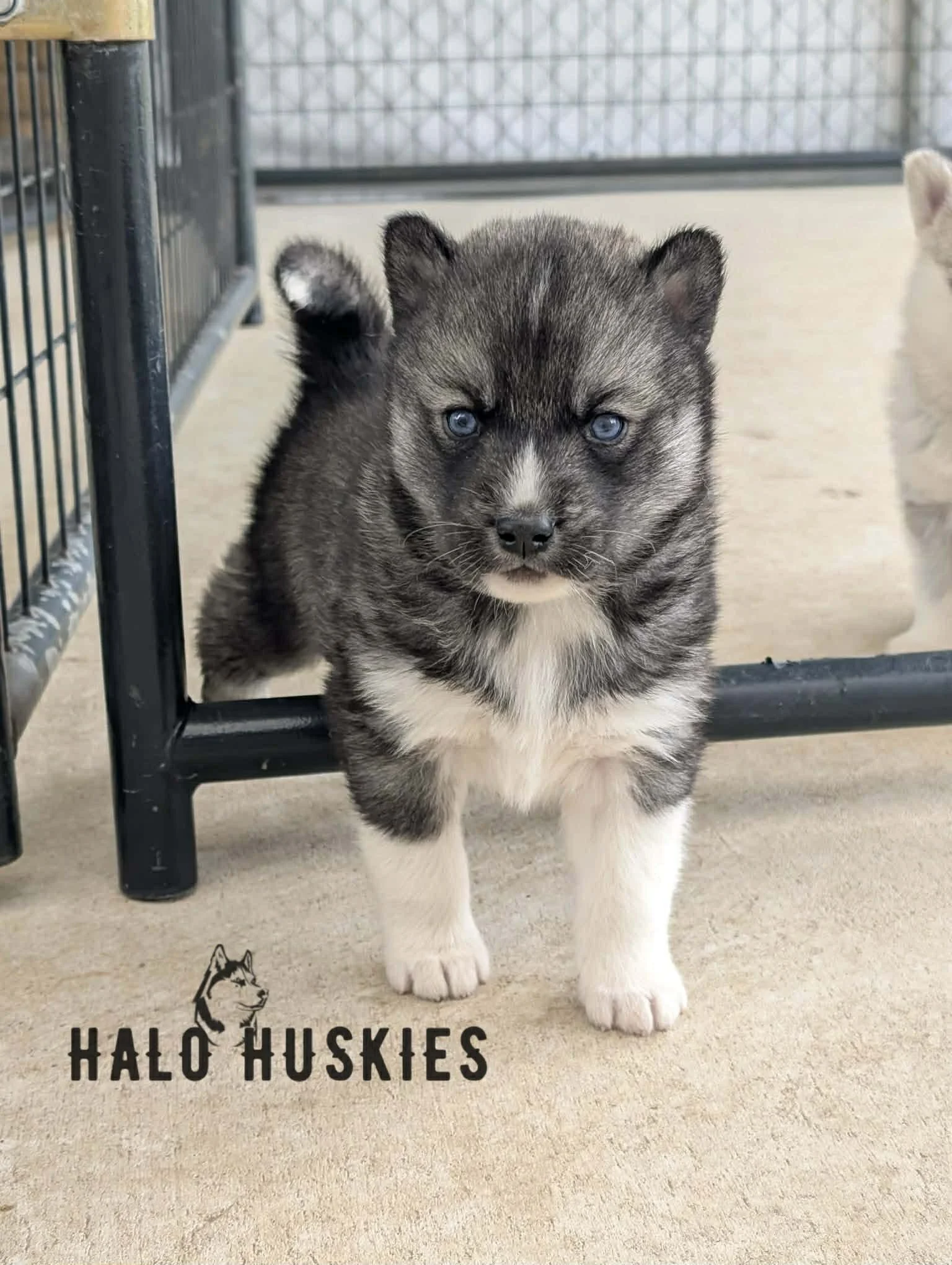 Available Now! Agouti/White Husky Puppy (Kilo’s Male #3) 