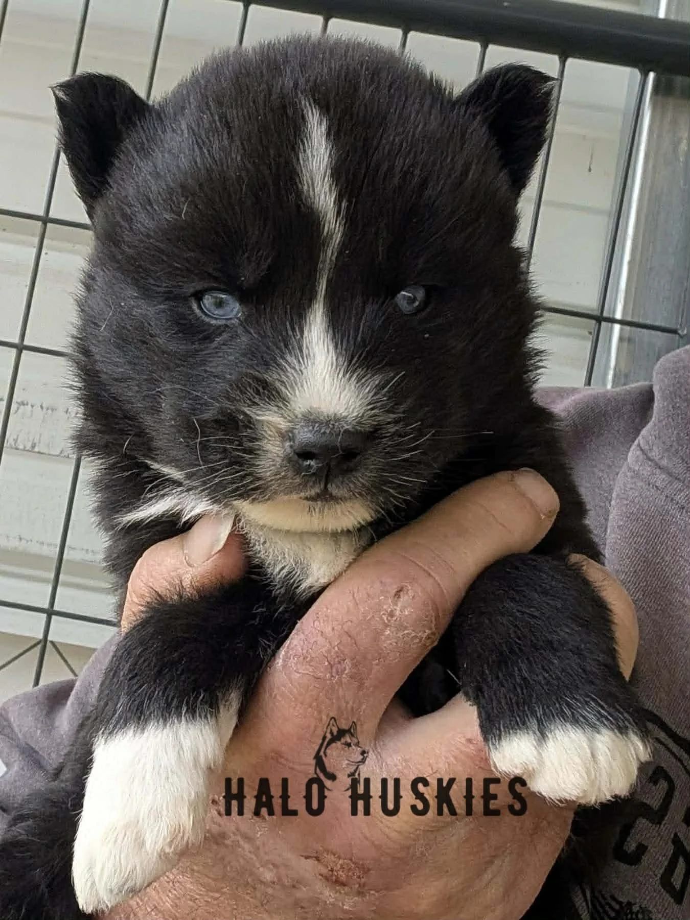 Available Now! Black/White Husky Puppy (Kilo’s Male #4)