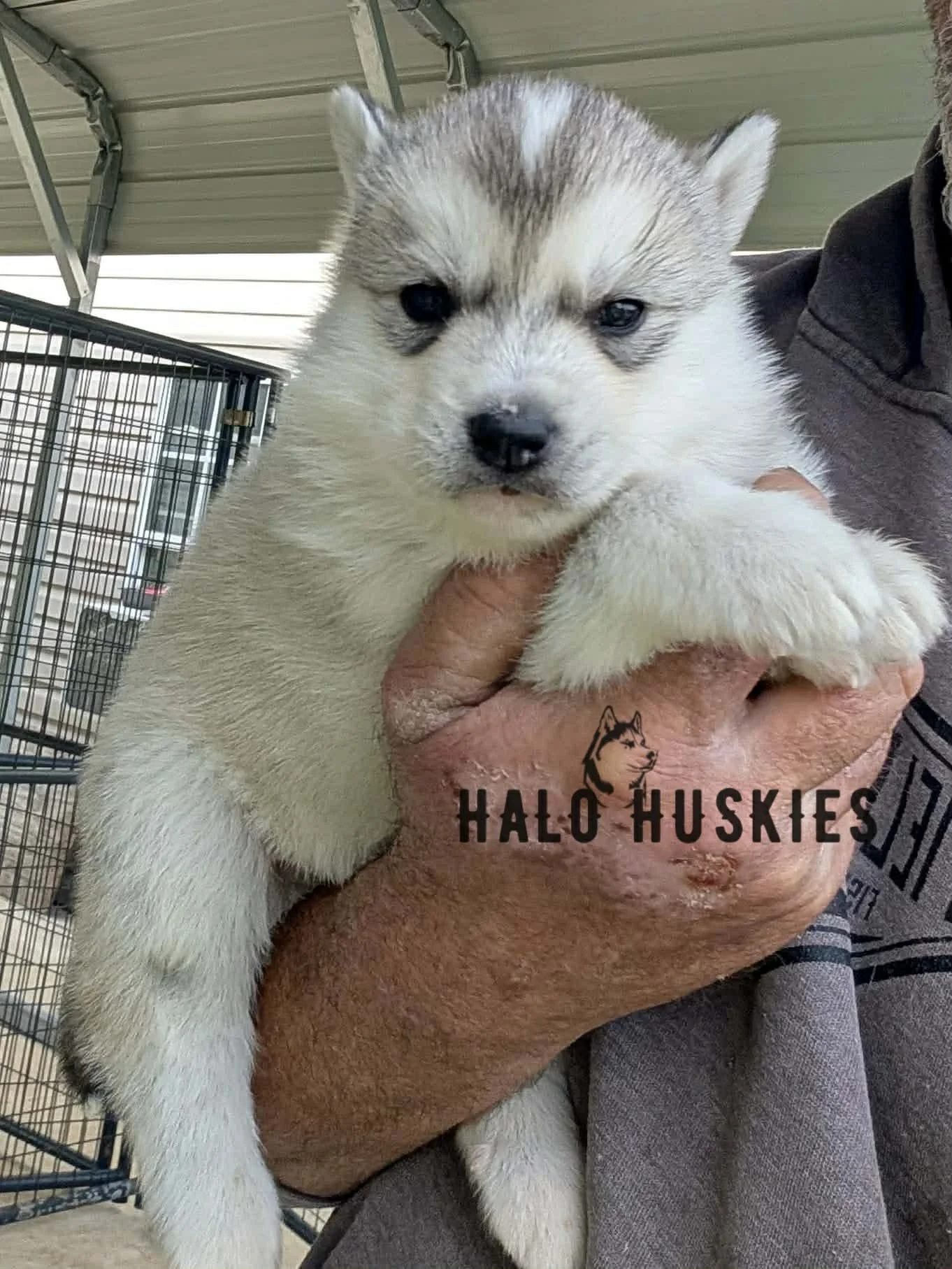 Available Now! Silver Husky Puppy (Kilo’s Male #5)