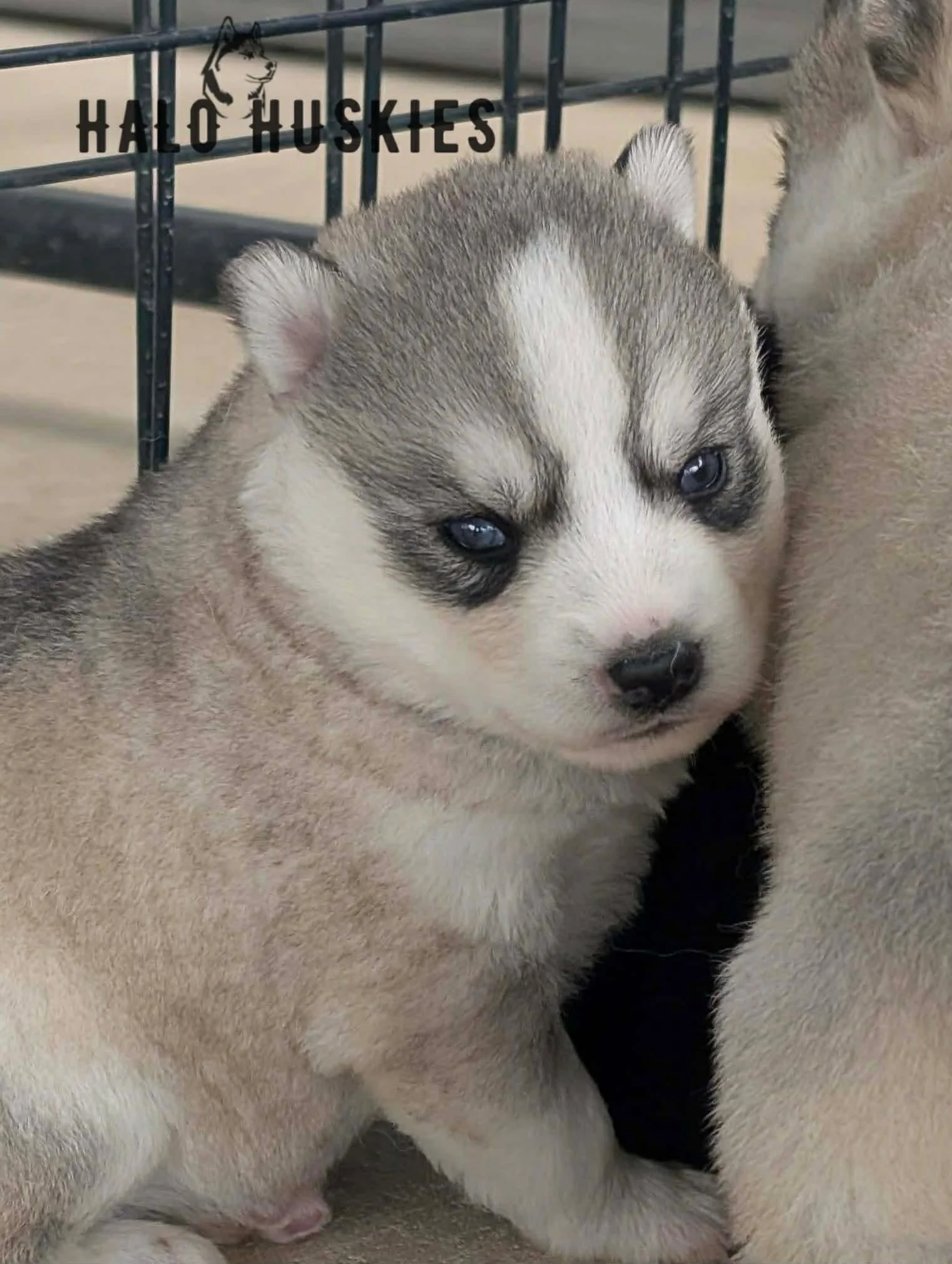 Silver Husky Puppy (Kilo’s Female #6) (Reserved)