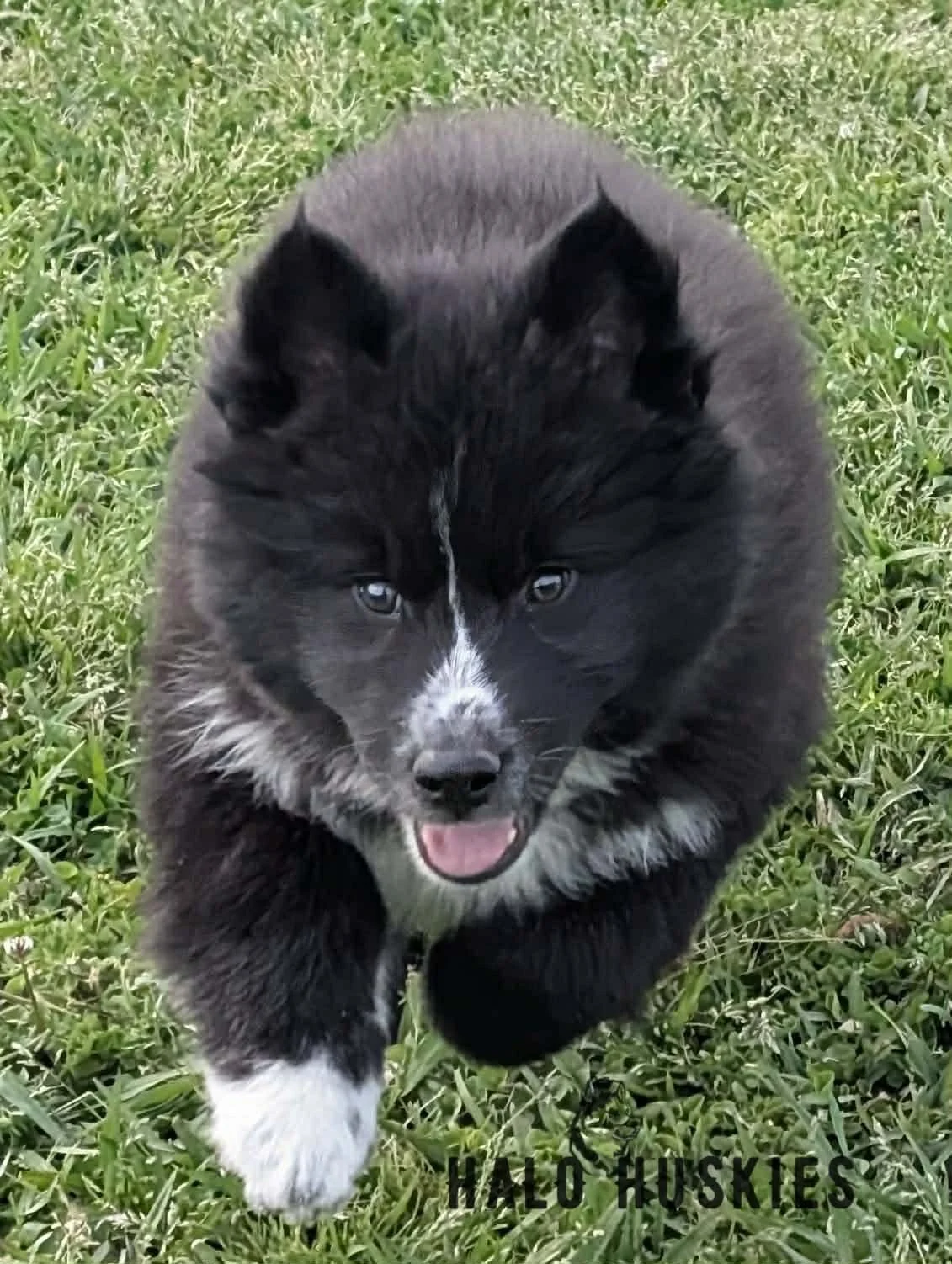 Onyx Whiskey Female 3 1.jpg