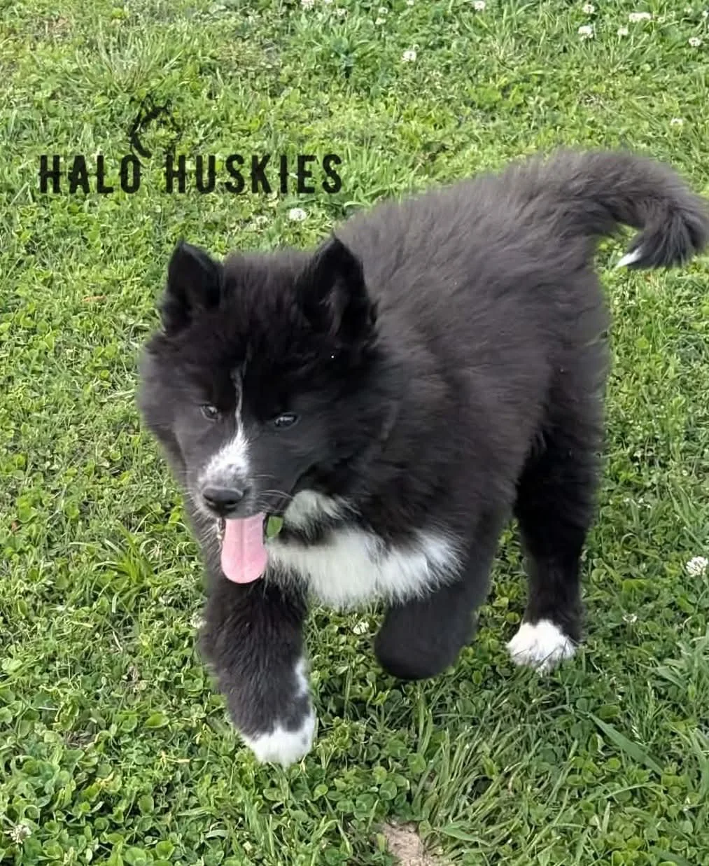 Onyx Whiskey Female 3.jpg