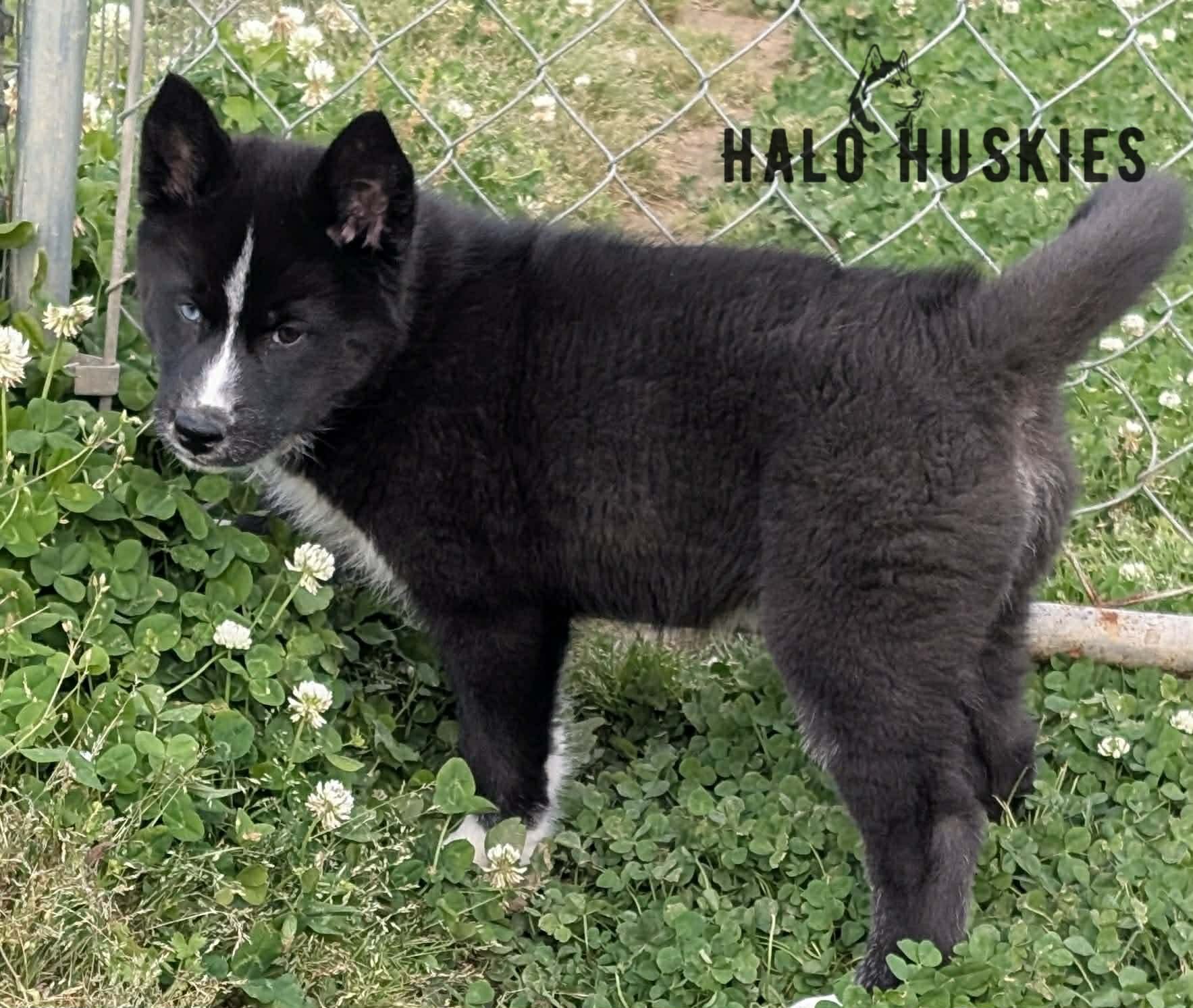 Onyx Whiskey Female 1.jpg