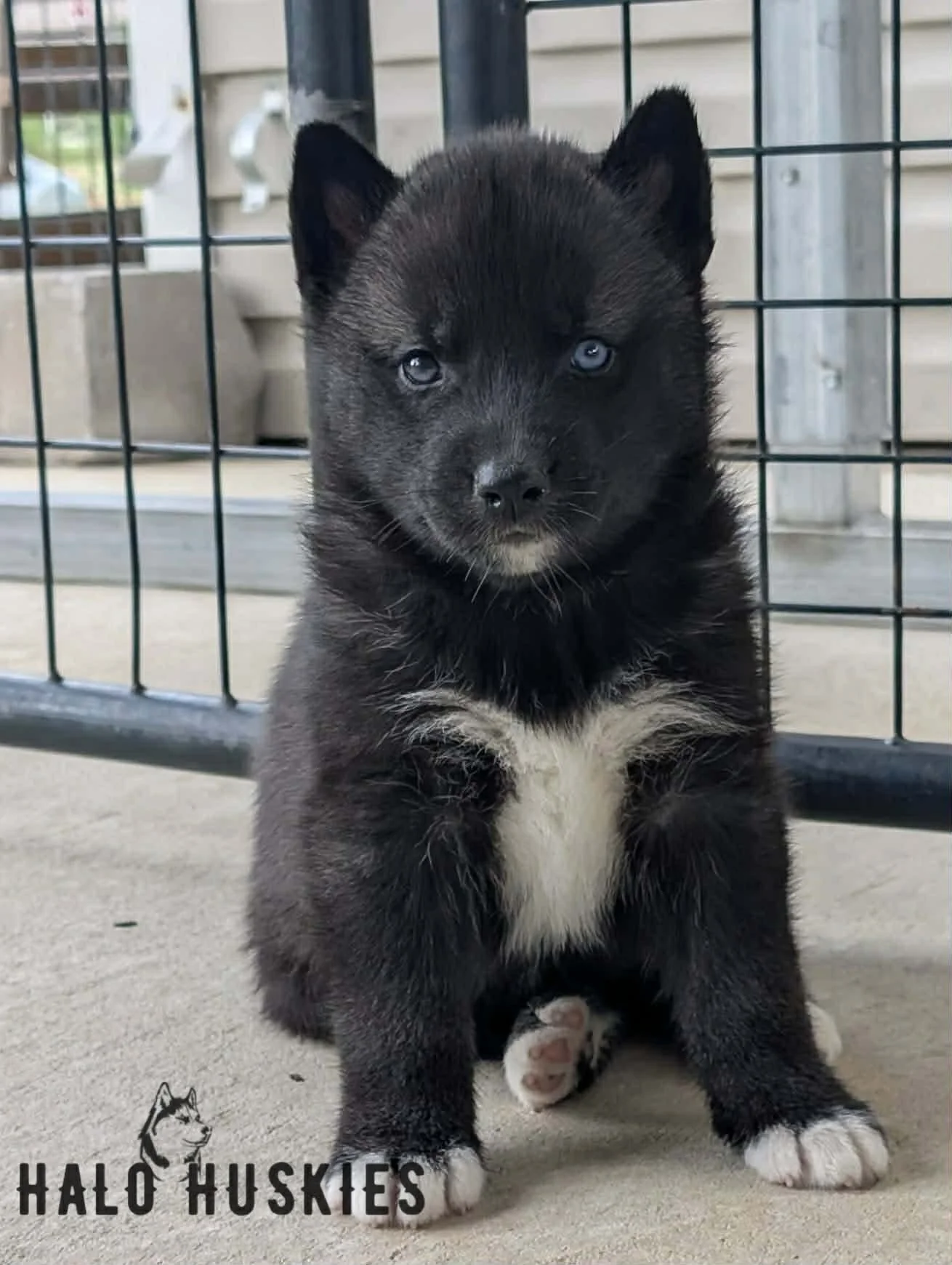 Dark Agouti Husky Puppy (Kilo’s Male #1) (Reserved)