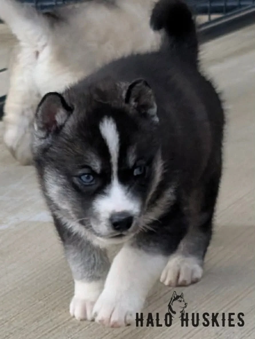 Kilo M2 3.jpg