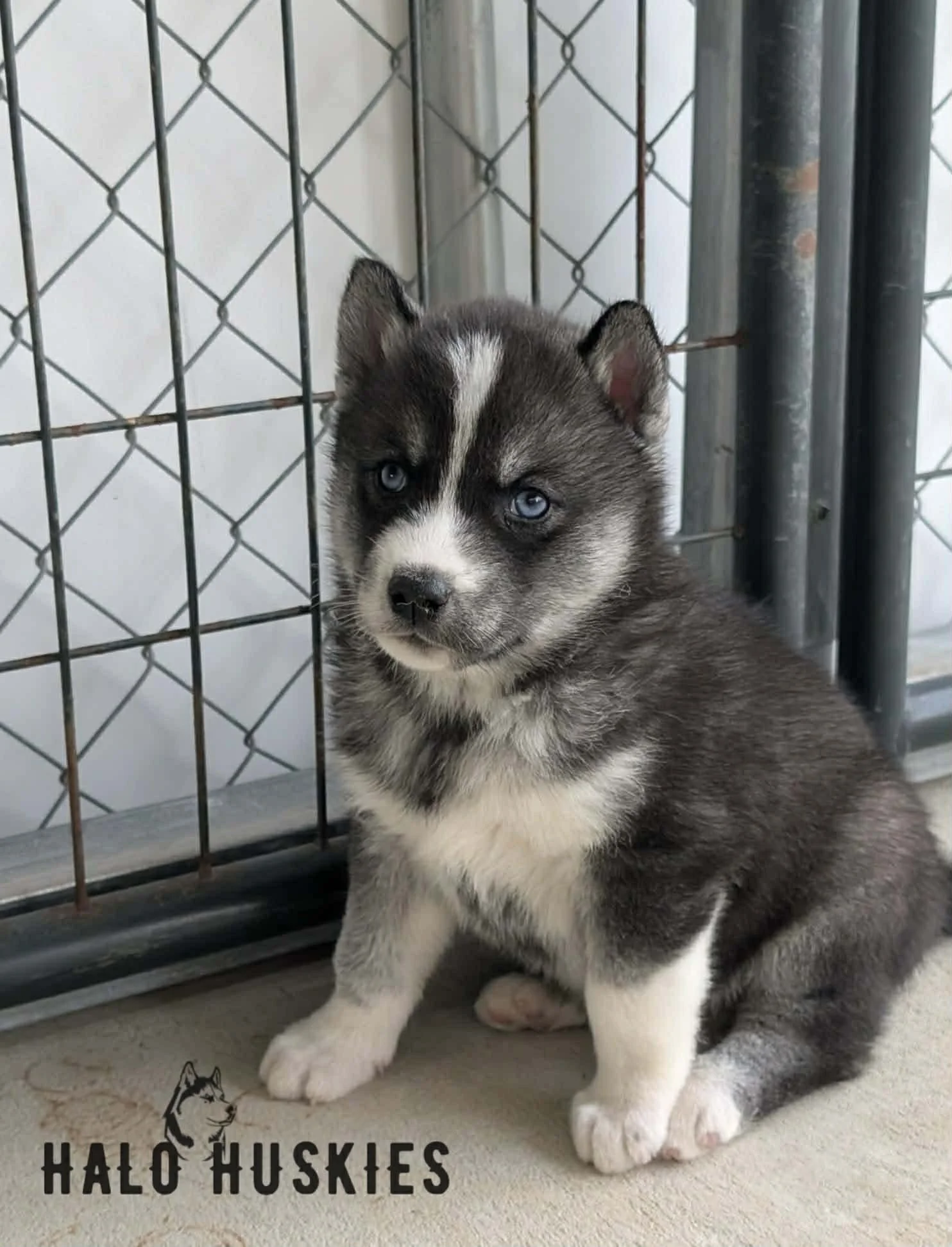Available Now! Agouti/White Husky Puppy (Kilo’s Male #2)