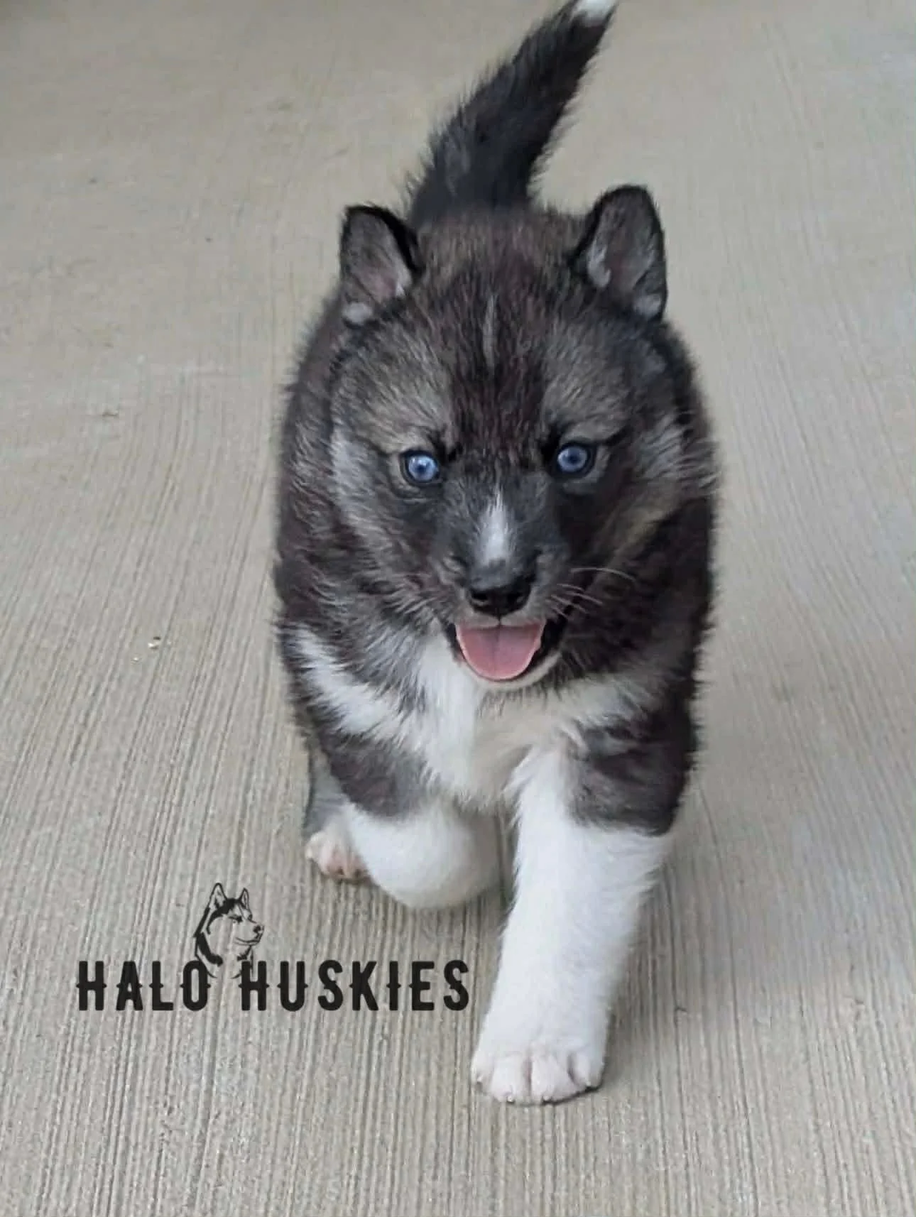 Available Now! Agouti/White Husky Puppy (Kilo’s Male #3) 
