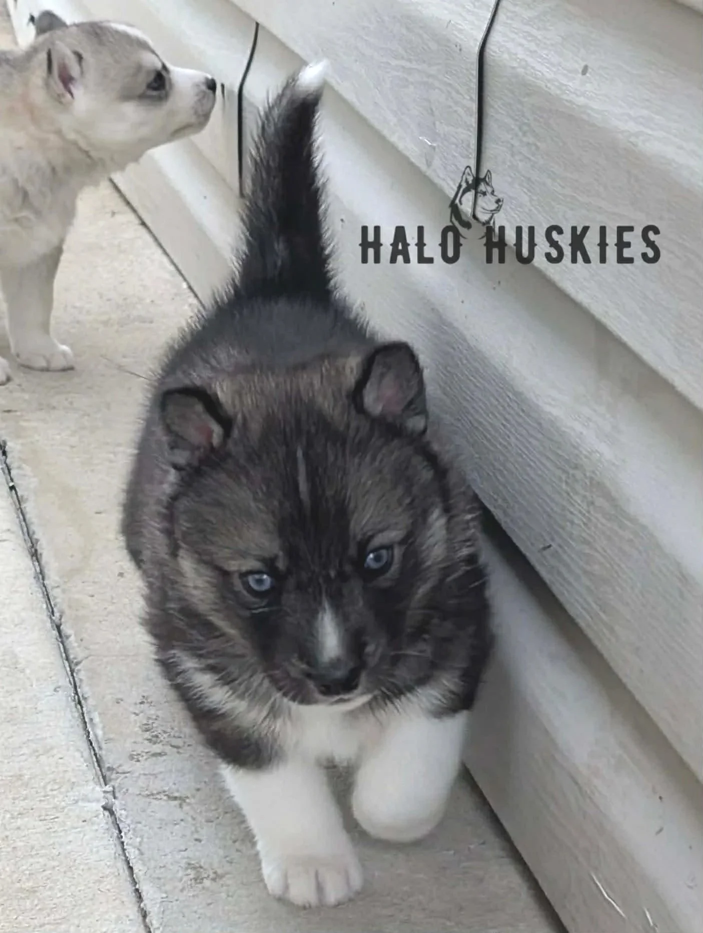 Kilo+Male+3.jpg